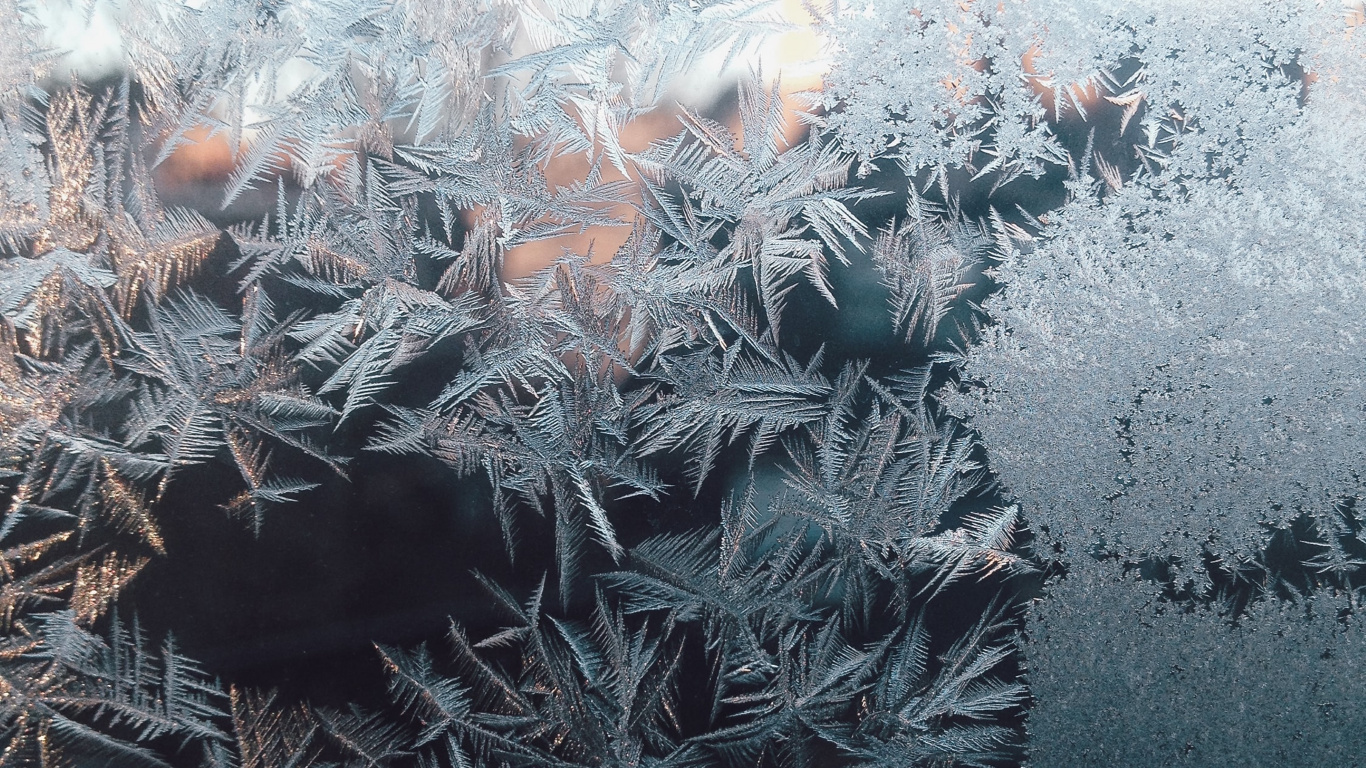 Ramita, Planta Terrestre, Congelación, Patrón, Nieve. Wallpaper in 1366x768 Resolution