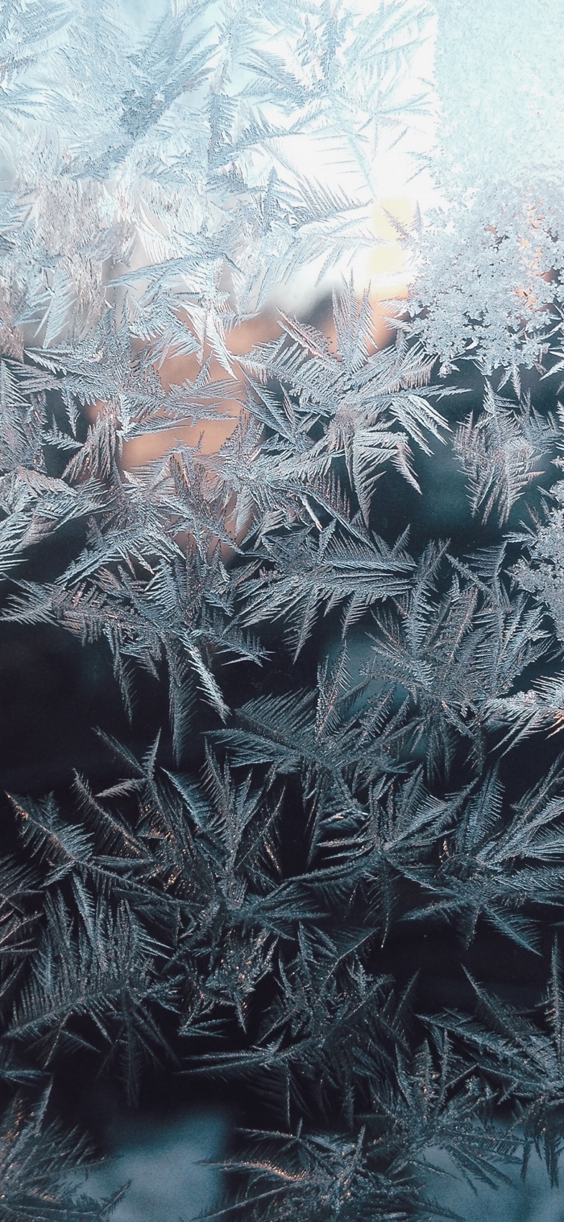 树枝, 陆地上的植物, 冻结, 草, Evergreen 壁纸 1125x2436 允许
