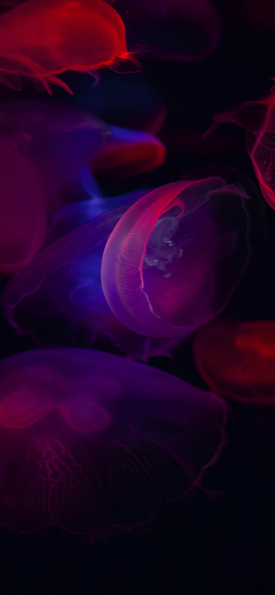 Blue Jellyfish in Close up Photography. Wallpaper in 1125x2436 Resolution