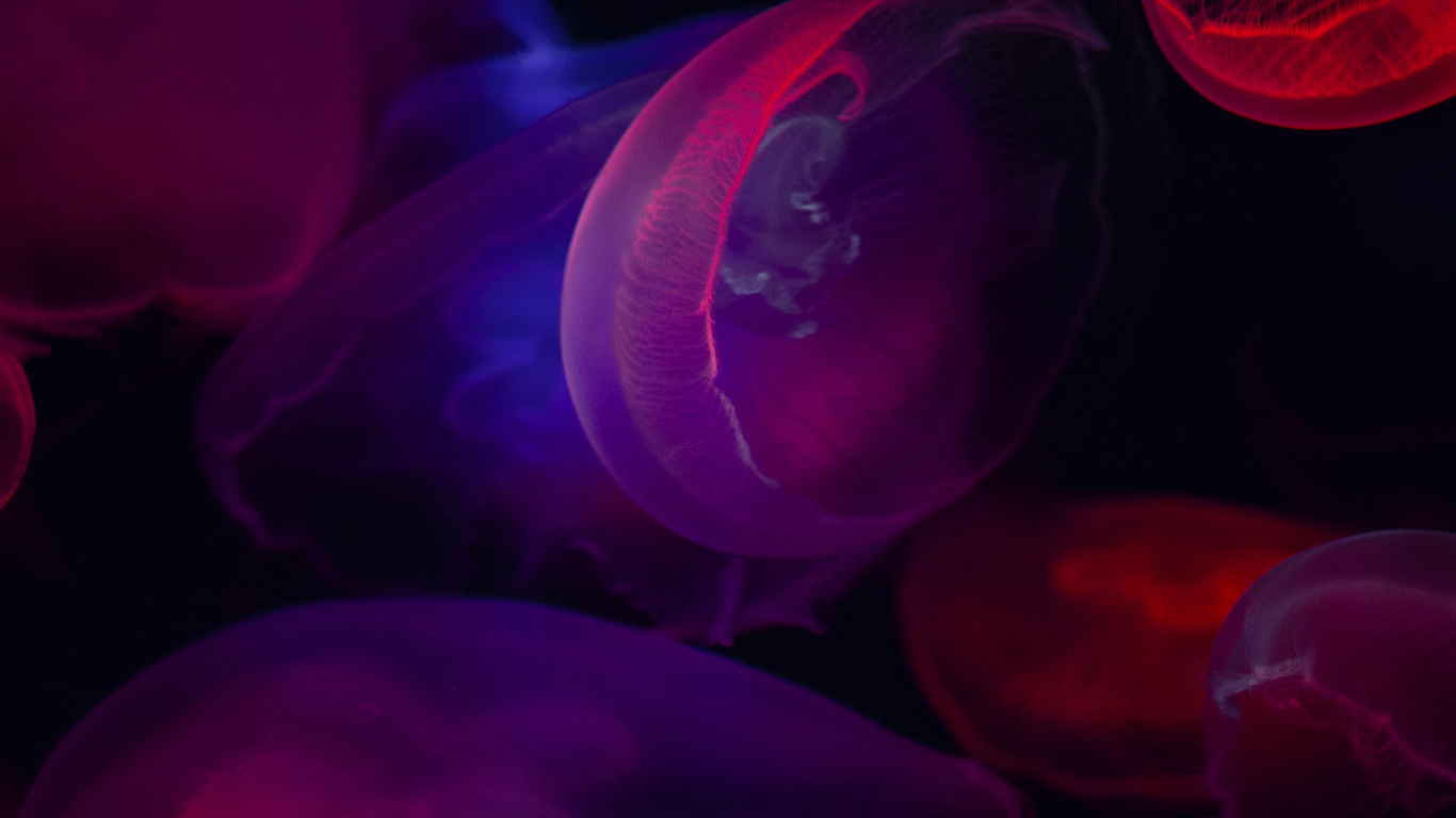 Blue Jellyfish in Close up Photography. Wallpaper in 1366x768 Resolution