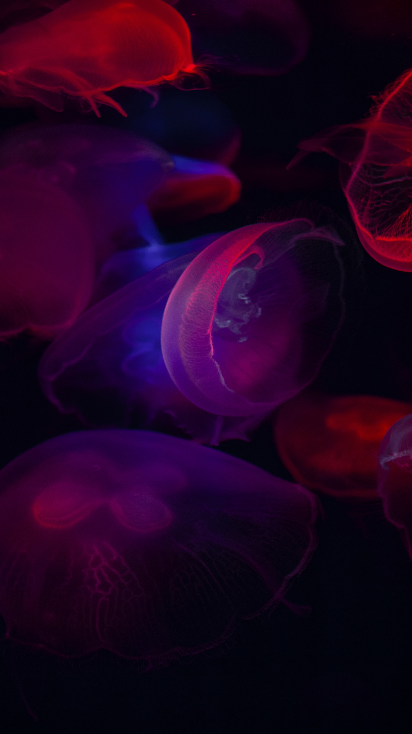 Blue Jellyfish in Close up Photography. Wallpaper in 1440x2560 Resolution