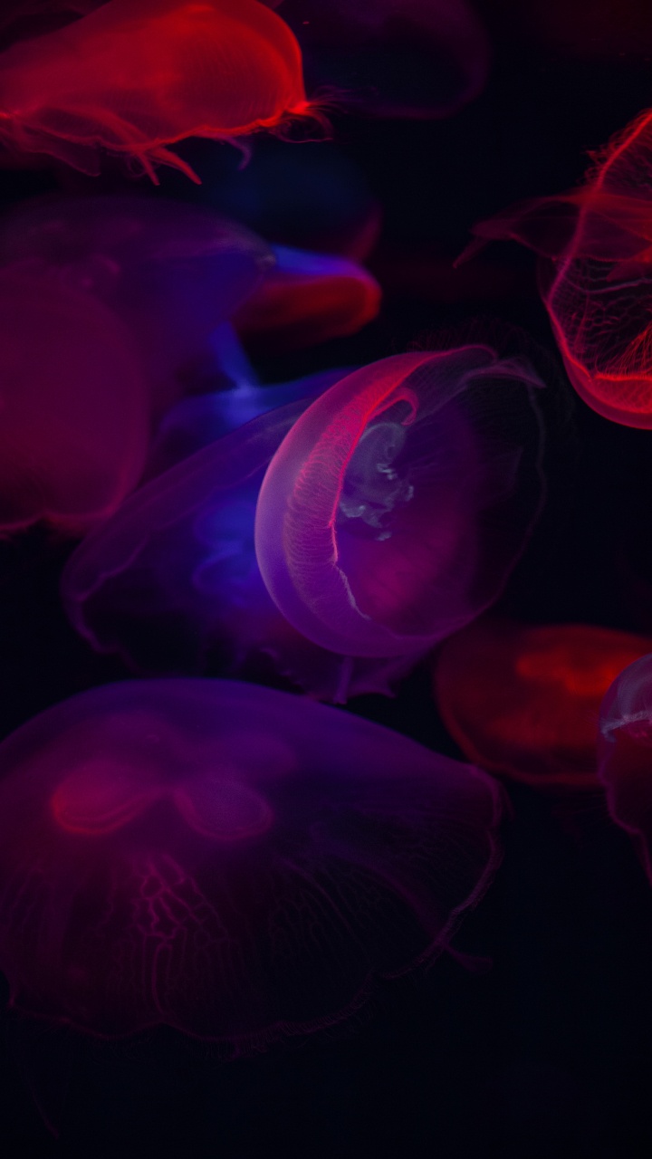 Blue Jellyfish in Close up Photography. Wallpaper in 720x1280 Resolution