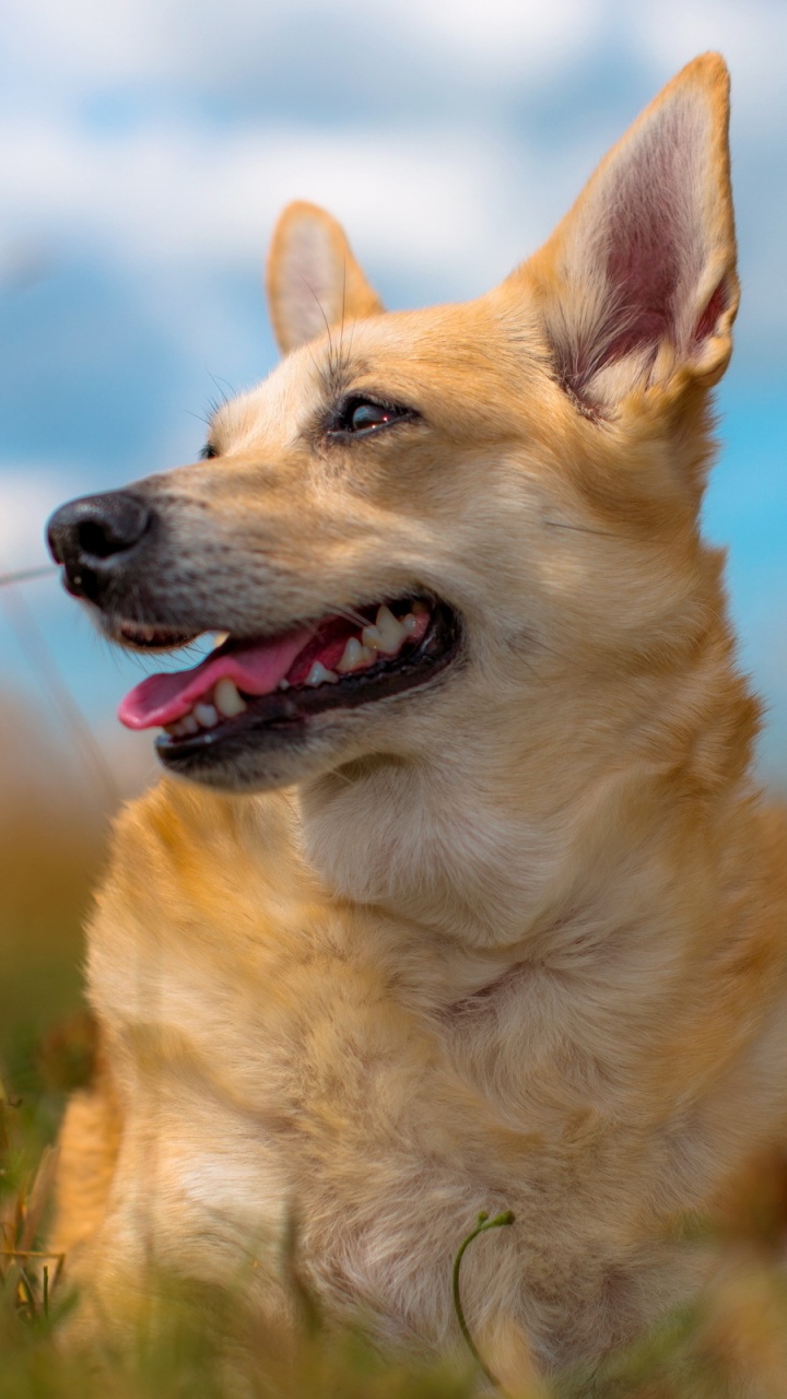 Braun-weißer, Kurzhaariger Hund Auf Grüner Wiese Tagsüber. Wallpaper in 720x1280 Resolution