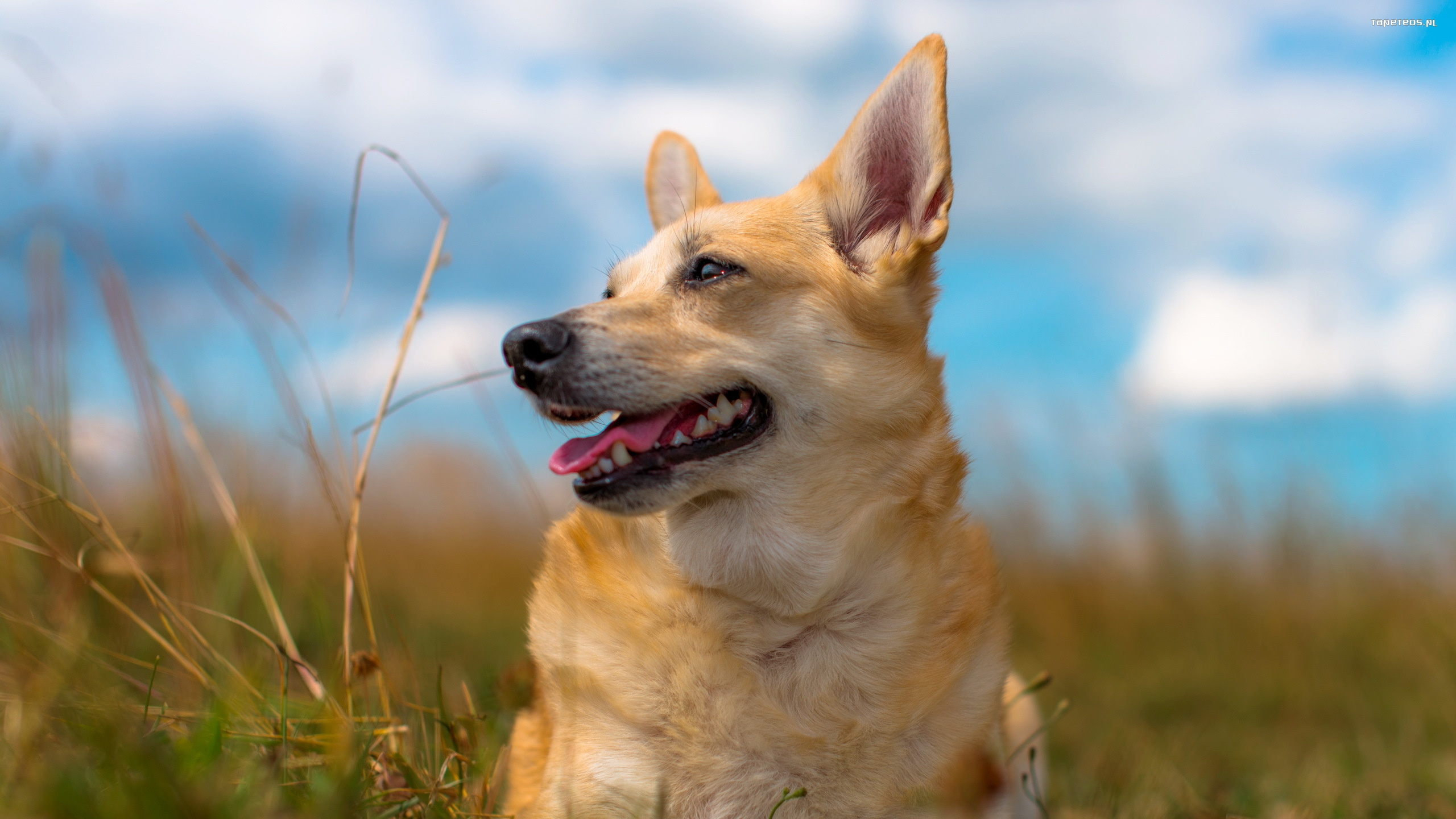小狗, 品种的狗, 腊肠, 草, 狗喜欢哺乳动物 壁纸 2560x1440 允许