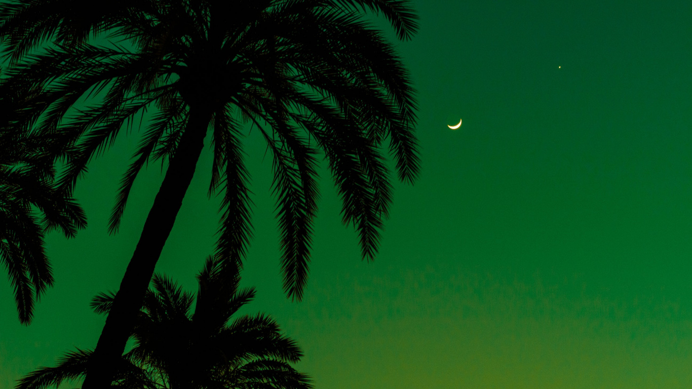 Green Palm Tree Under Blue Sky During Daytime. Wallpaper in 1366x768 Resolution