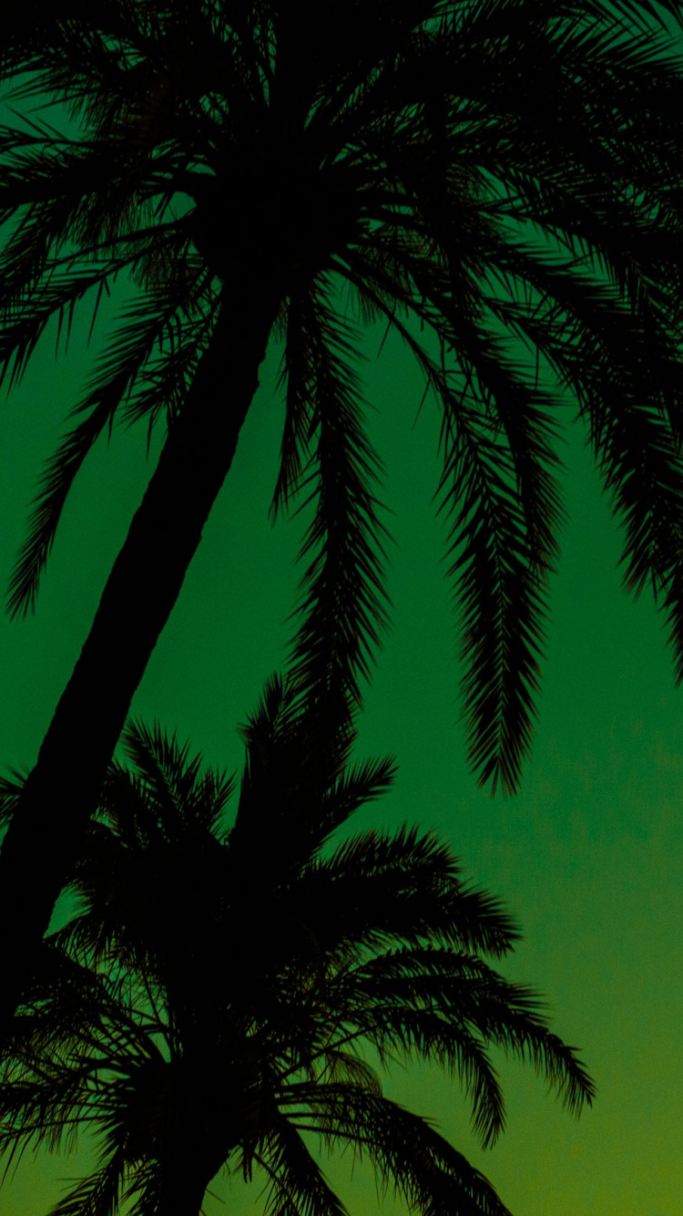 Tagsüber Grüne Palme Unter Blauem Himmel. Wallpaper in 750x1334 Resolution