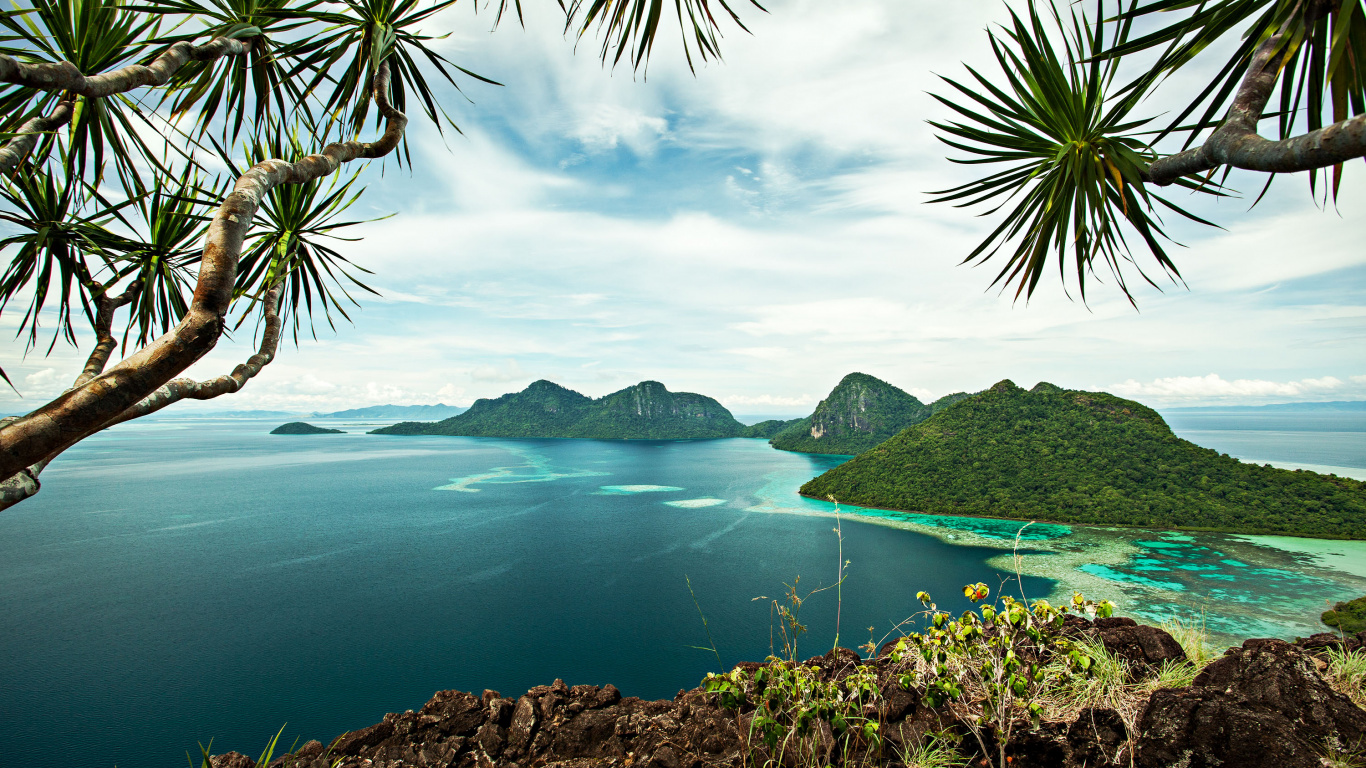 Green Palm Tree Near Body of Water During Daytime. Wallpaper in 1366x768 Resolution
