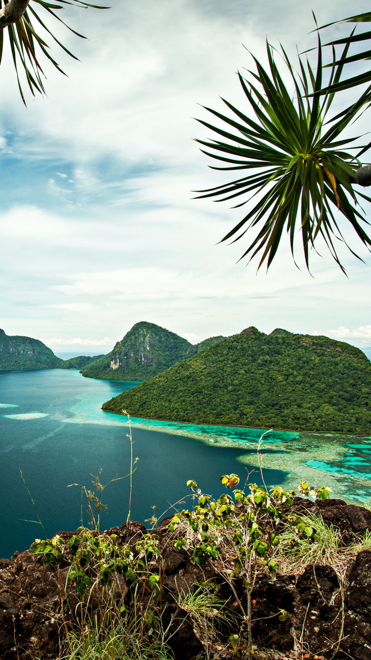 Green Palm Tree Near Body of Water During Daytime. Wallpaper in 750x1334 Resolution