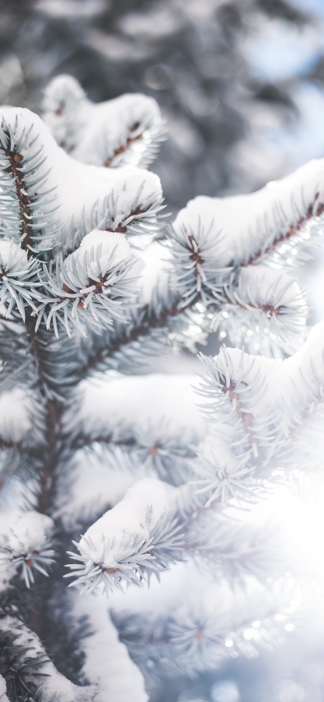 Baum, Branch, Colorado-Fichte, Winter, Frost. Wallpaper in 1125x2436 Resolution