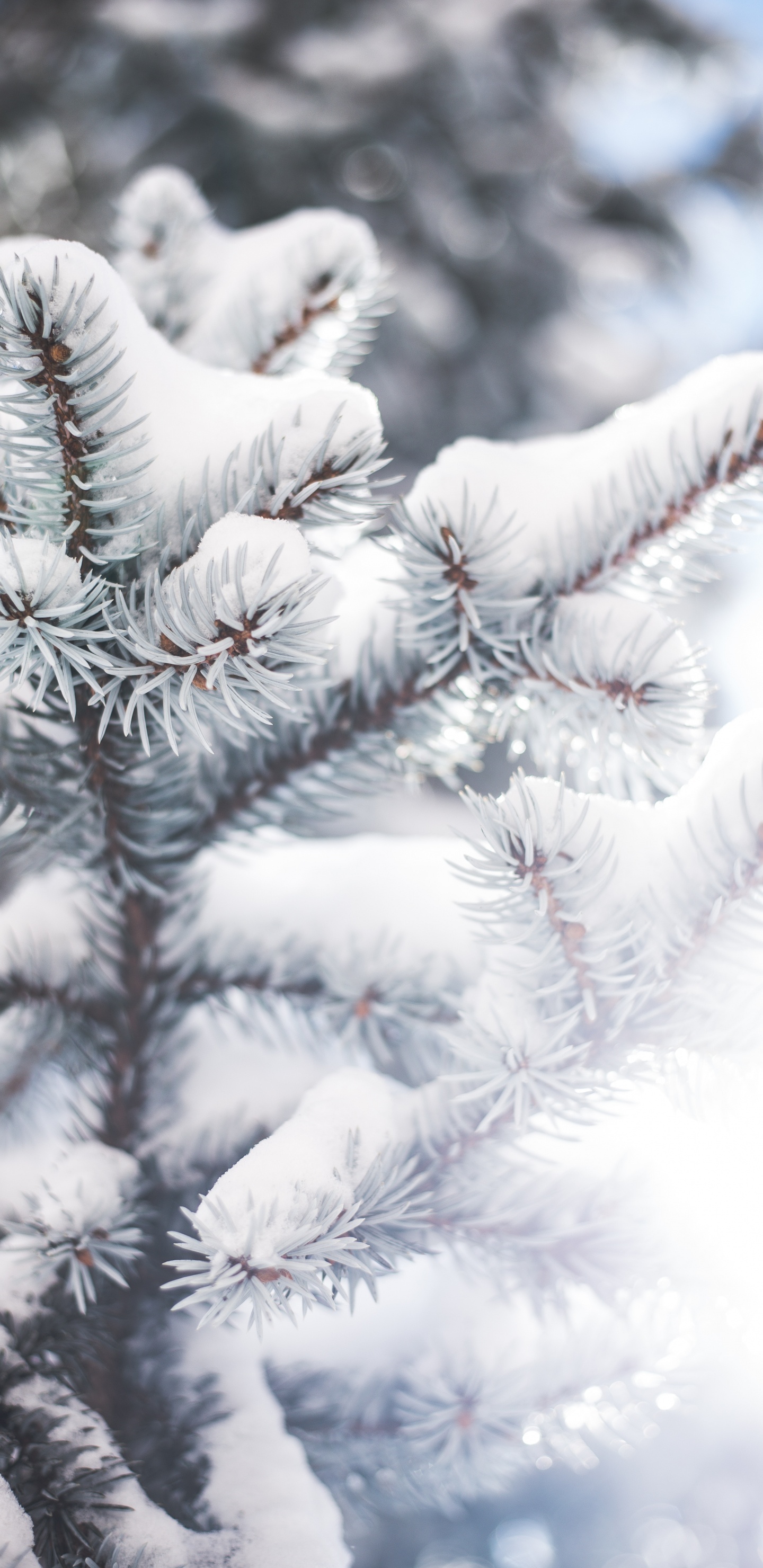 Baum, Branch, Colorado-Fichte, Winter, Frost. Wallpaper in 1440x2960 Resolution