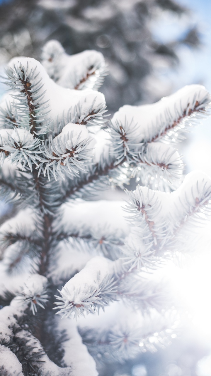Baum, Branch, Colorado-Fichte, Winter, Frost. Wallpaper in 720x1280 Resolution