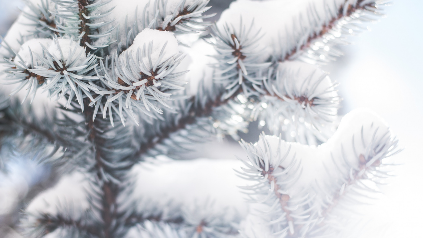 Download 1366x768 Wallpaper Tree, Branch, Colorado Spruce, Winter, Frost Tree, Branch, Colorado Spruce, Winter, Frost. Wallpaper in 1366x768 Resolution