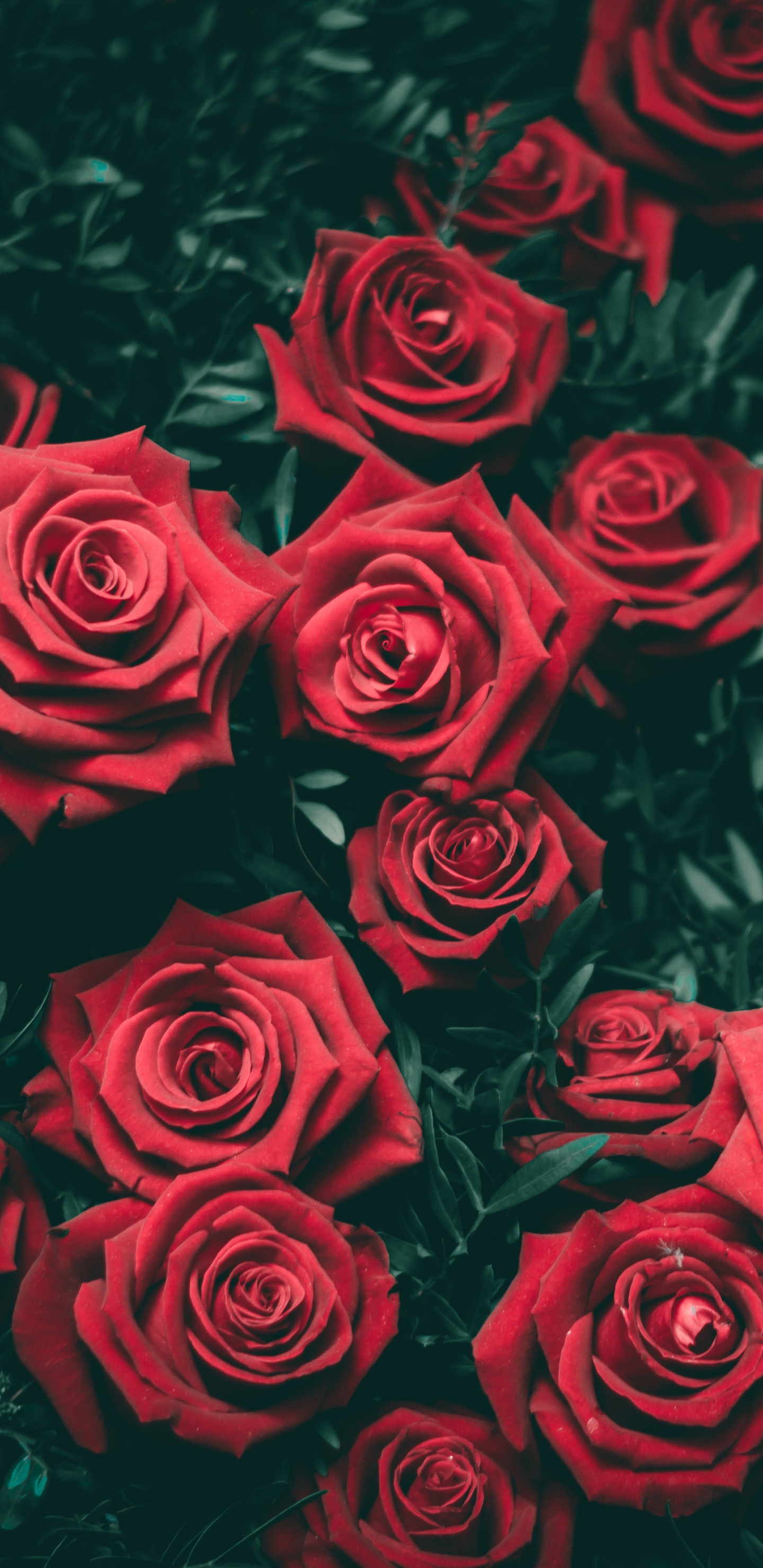 Flower, Plant, Petal, Leaf, Nature. Wallpaper in 1440x2960 Resolution