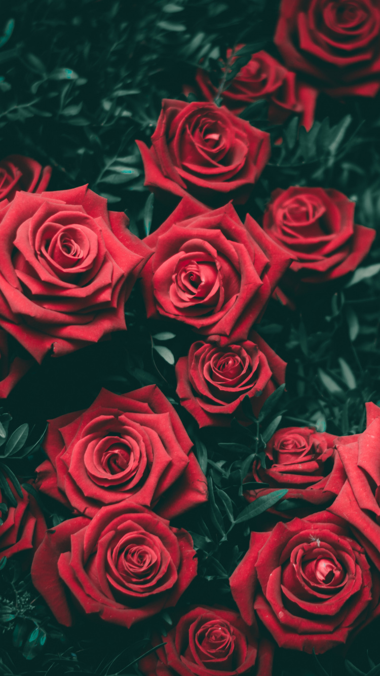 Flower, Plant, Petal, Leaf, Nature. Wallpaper in 750x1334 Resolution