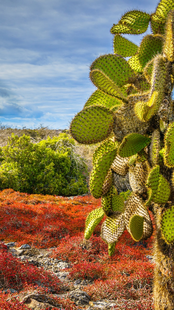 Figue de Barbarie, Plante, Cactus, Île de Plaza Sud, Plante Succulente. Wallpaper in 720x1280 Resolution