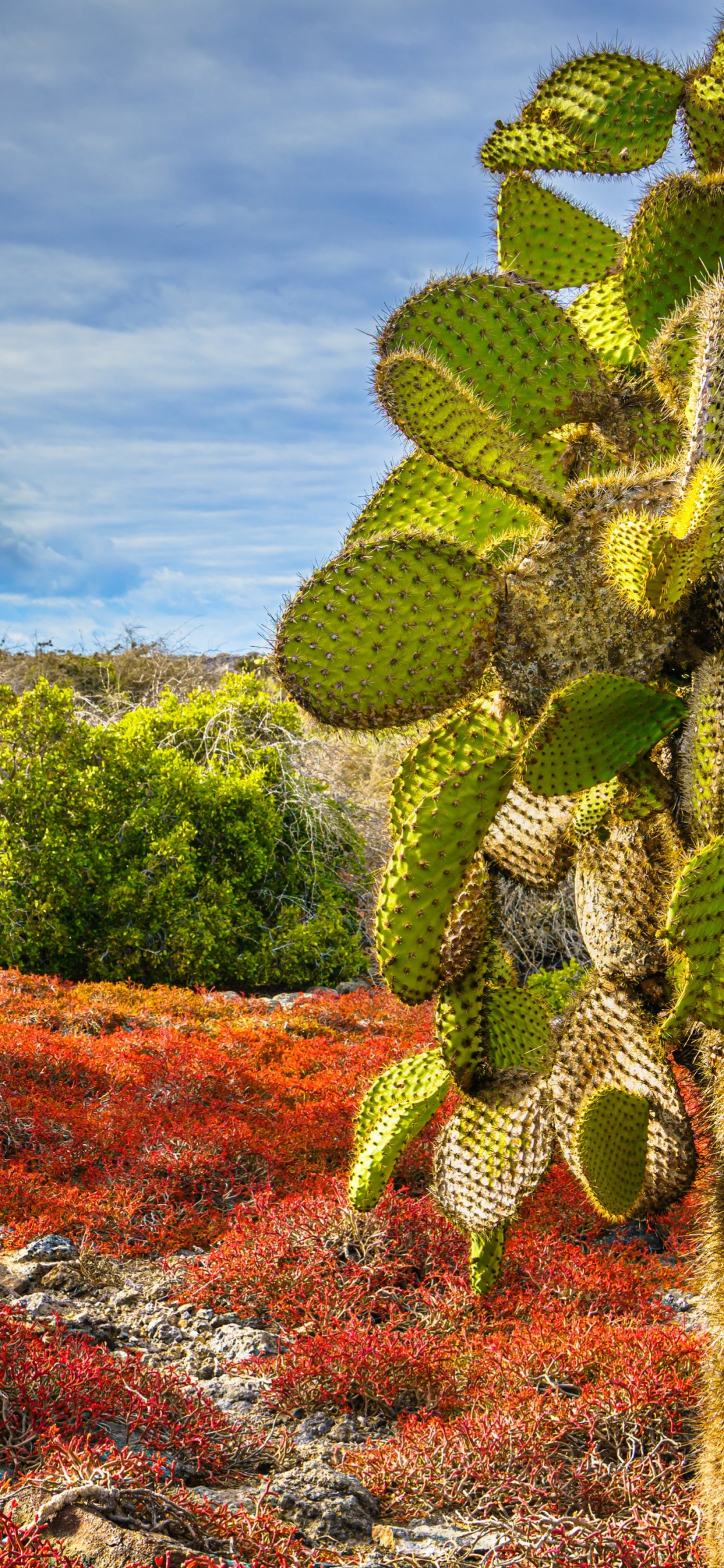 Las Chumberas, Planta, Cactus, Isla Plaza Sur, Planta Suculenta. Wallpaper in 1125x2436 Resolution