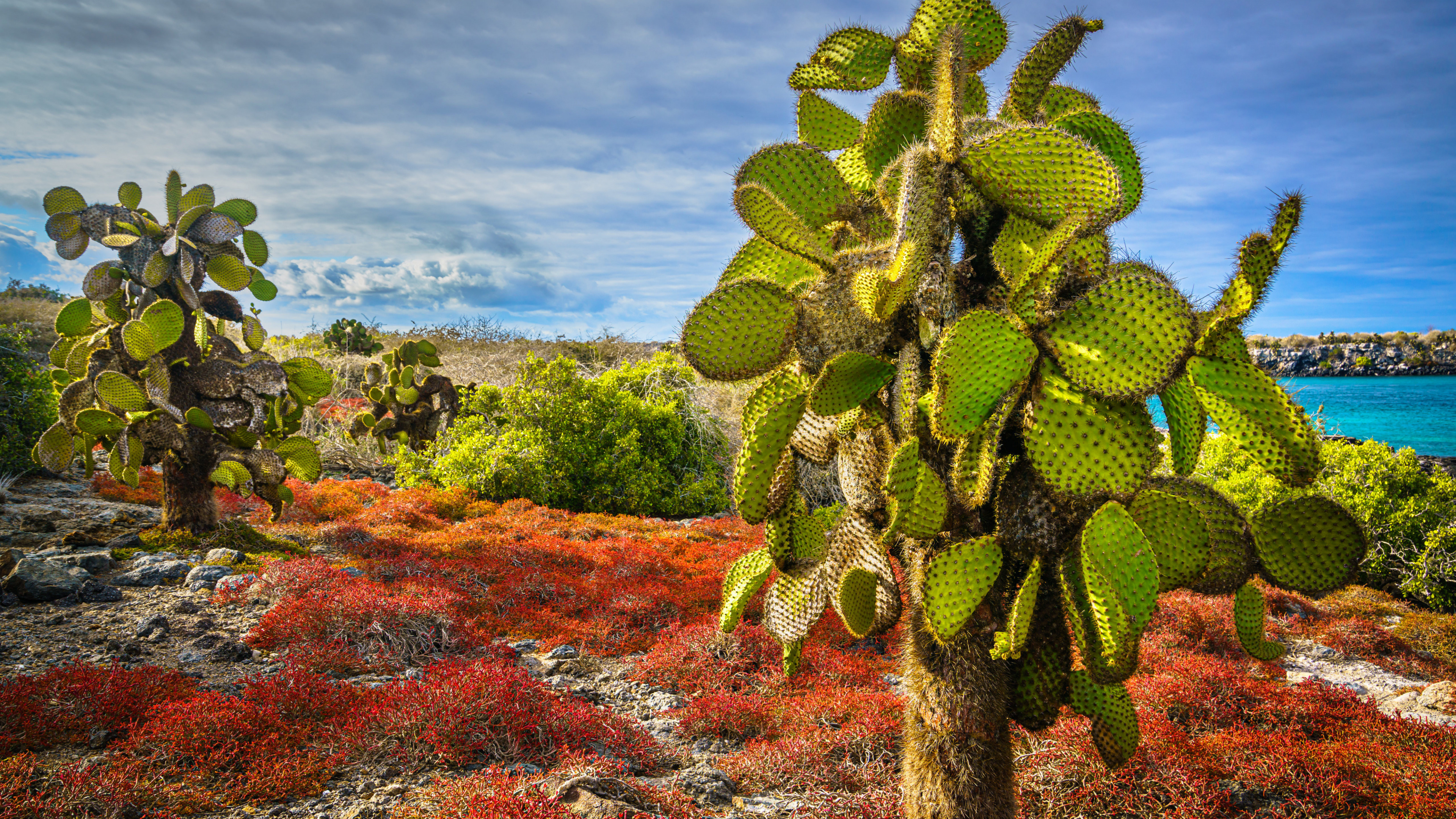 Prickly Pear, Plants, Cactus, South Plaza Island, Succulent Plant. Wallpaper in 3840x2160 Resolution