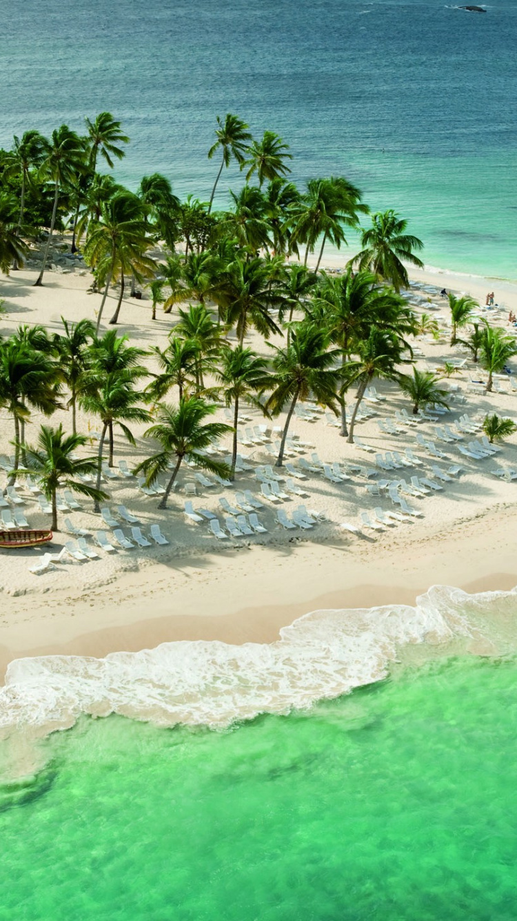 Green Palm Trees on Beach Shore During Daytime. Wallpaper in 750x1334 Resolution