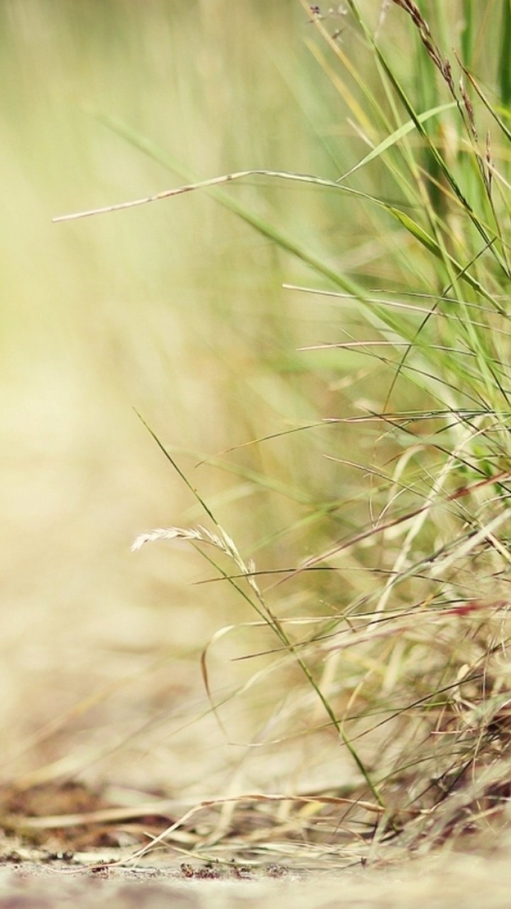 Bouteille de Coca Cola Zéro Sur L'herbe Séchée Brune. Wallpaper in 720x1280 Resolution