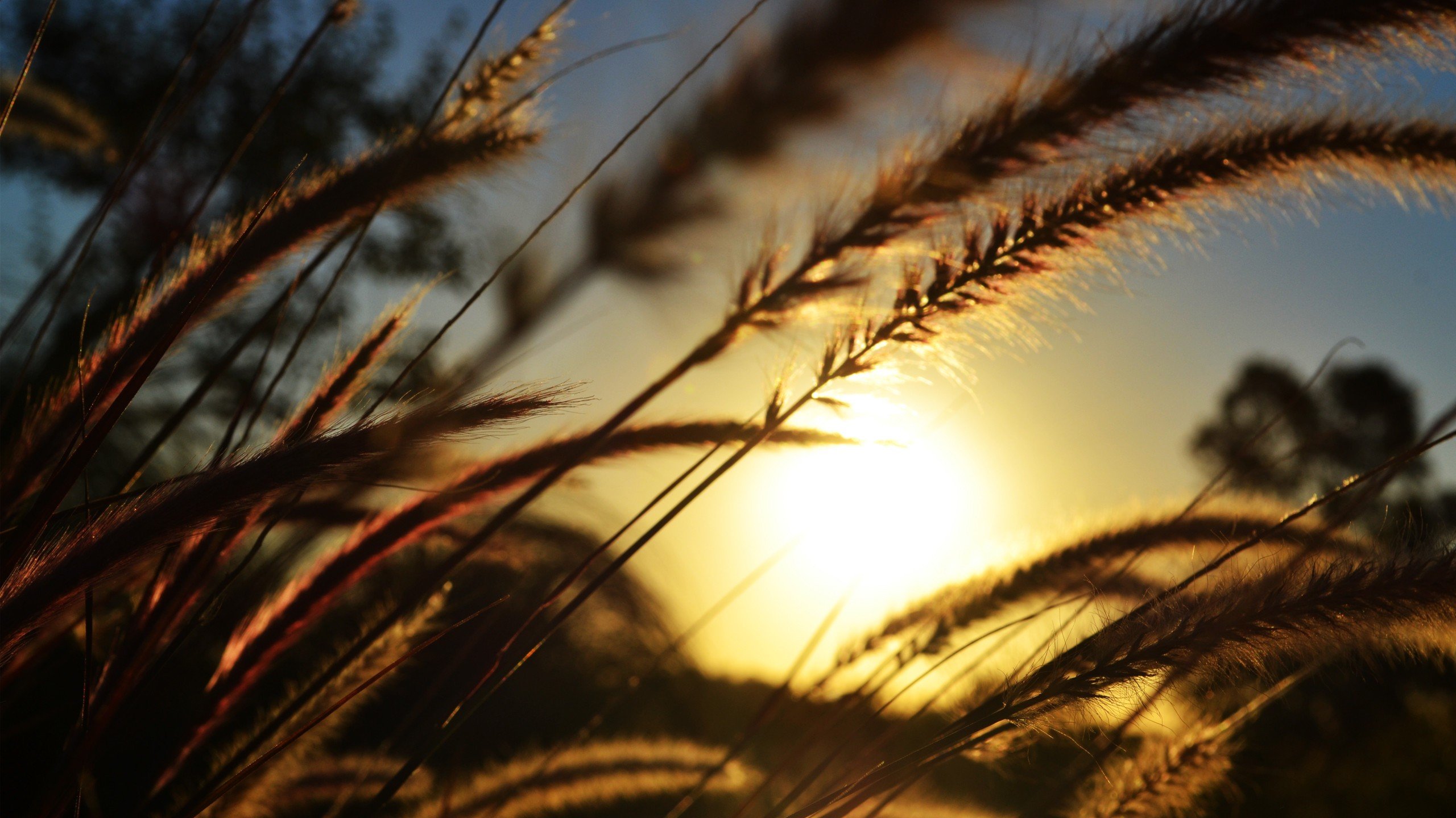 Silhouette of Grass During Sunset. Wallpaper in 2560x1440 Resolution