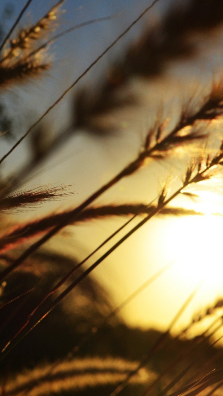 Silhouette D'herbe Pendant le Coucher du Soleil. Wallpaper in 720x1280 Resolution