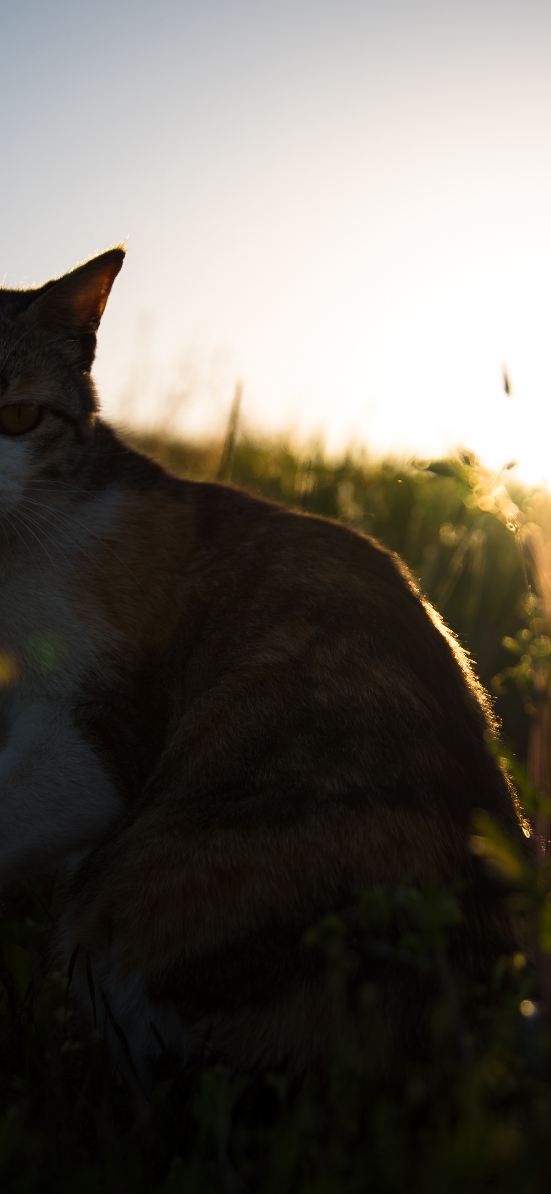 Brown and White Cat on Green Grass During Daytime. Wallpaper in 1125x2436 Resolution