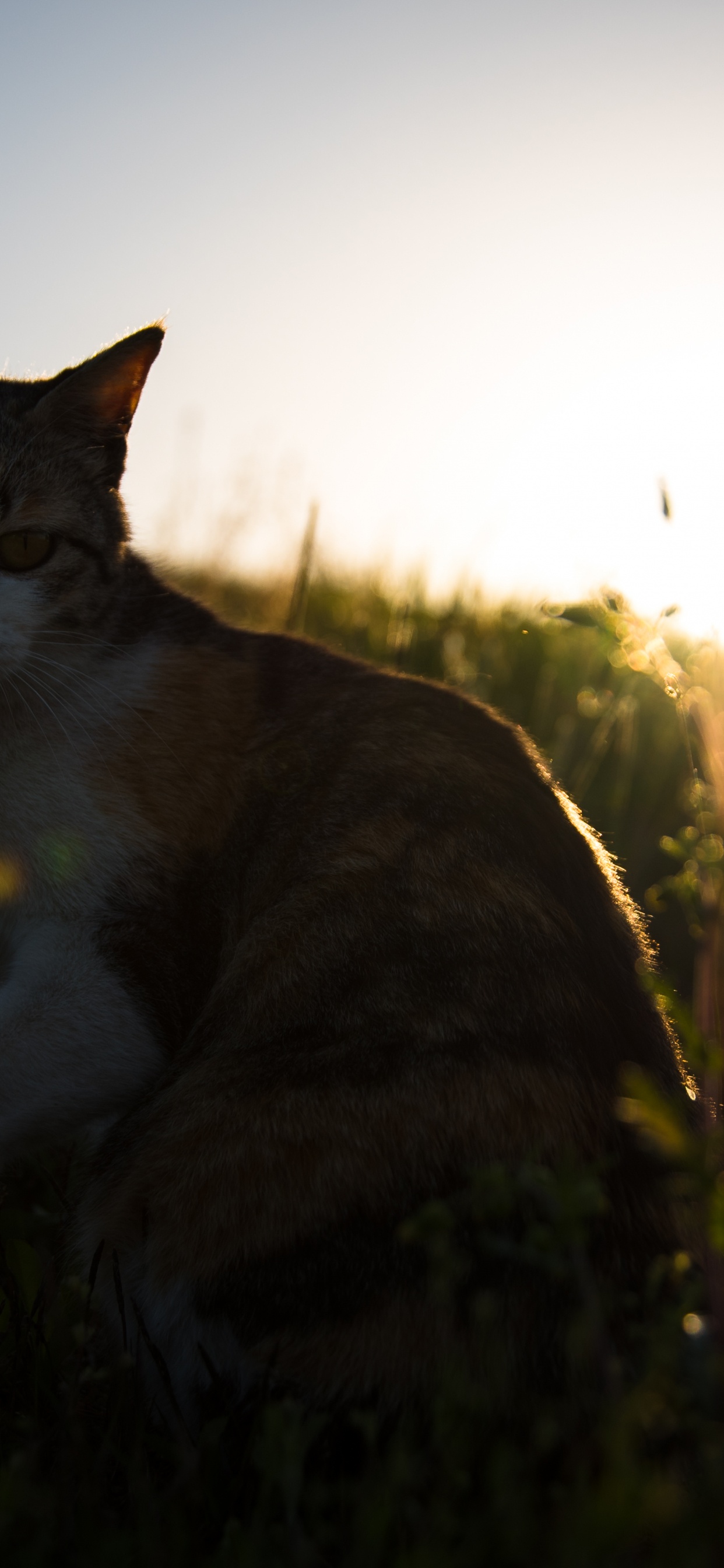 Brown and White Cat on Green Grass During Daytime. Wallpaper in 1242x2688 Resolution