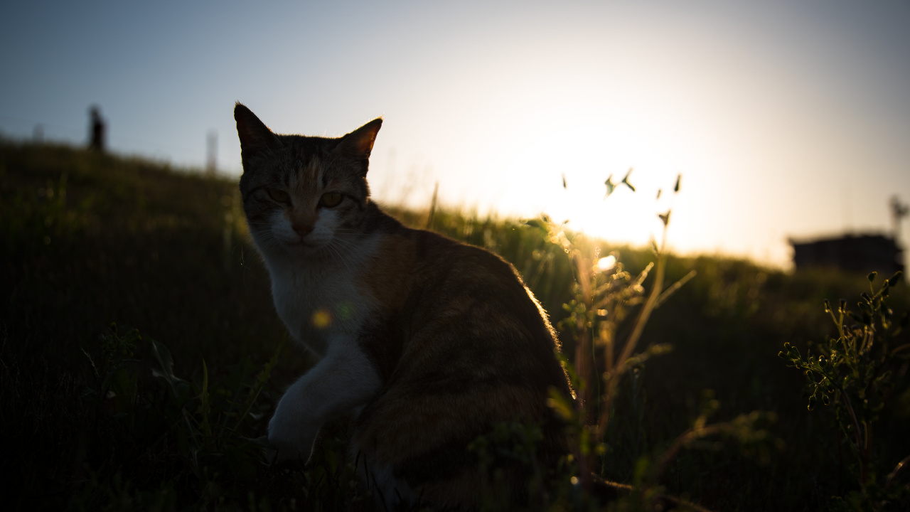 Chat Brun et Blanc Sur L'herbe Verte Pendant la Journée. Wallpaper in 1280x720 Resolution