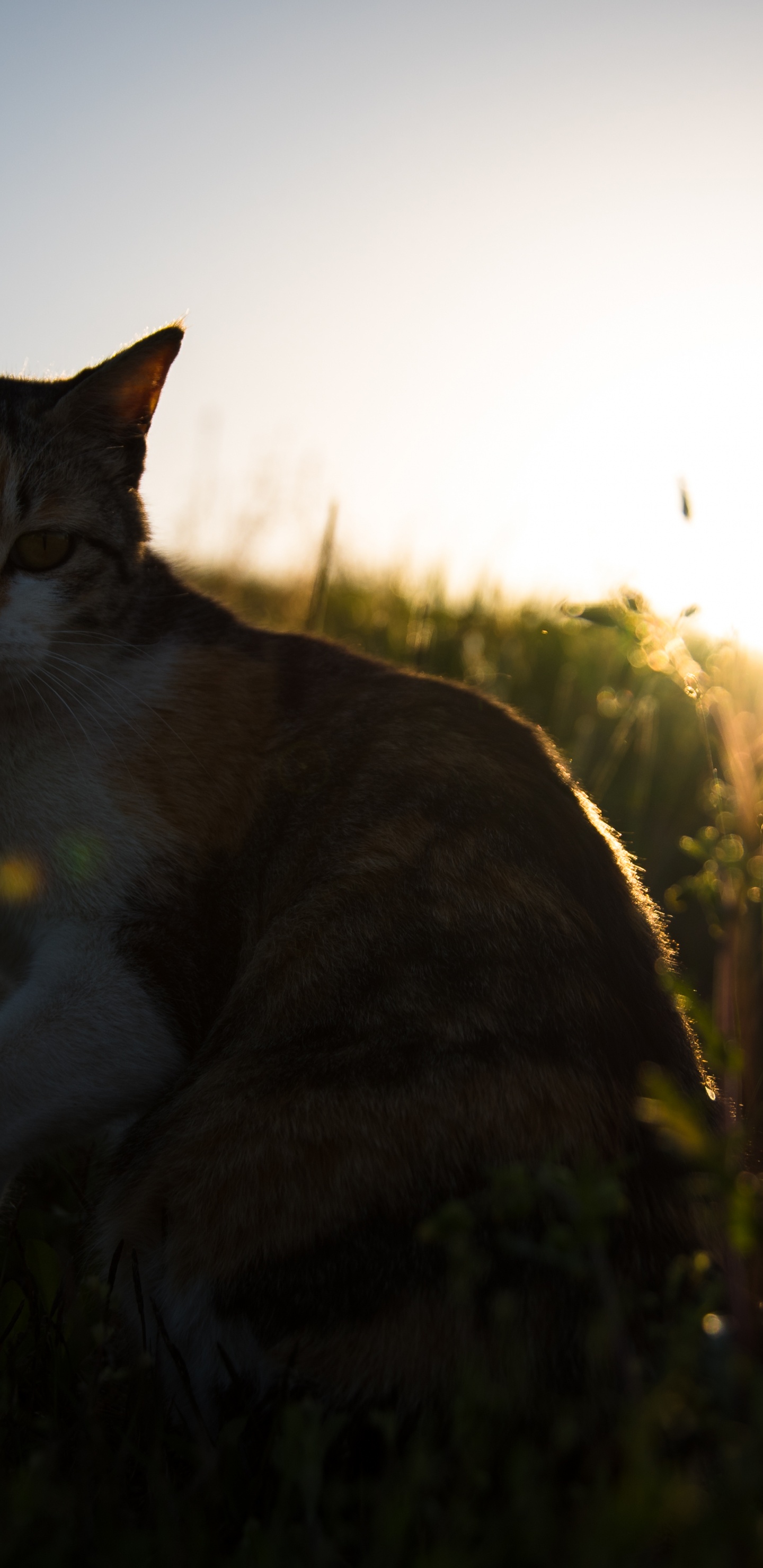 Chat Brun et Blanc Sur L'herbe Verte Pendant la Journée. Wallpaper in 1440x2960 Resolution