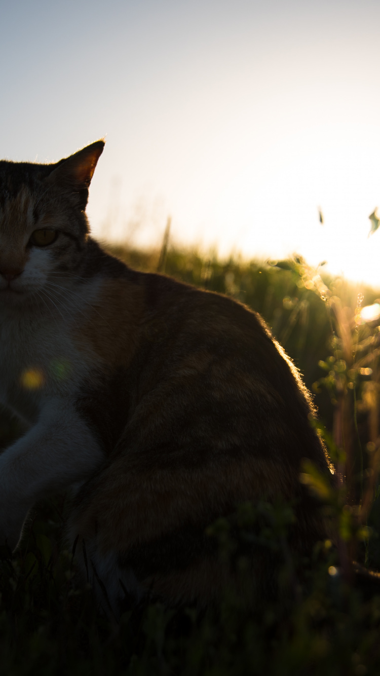 Chat Brun et Blanc Sur L'herbe Verte Pendant la Journée. Wallpaper in 750x1334 Resolution