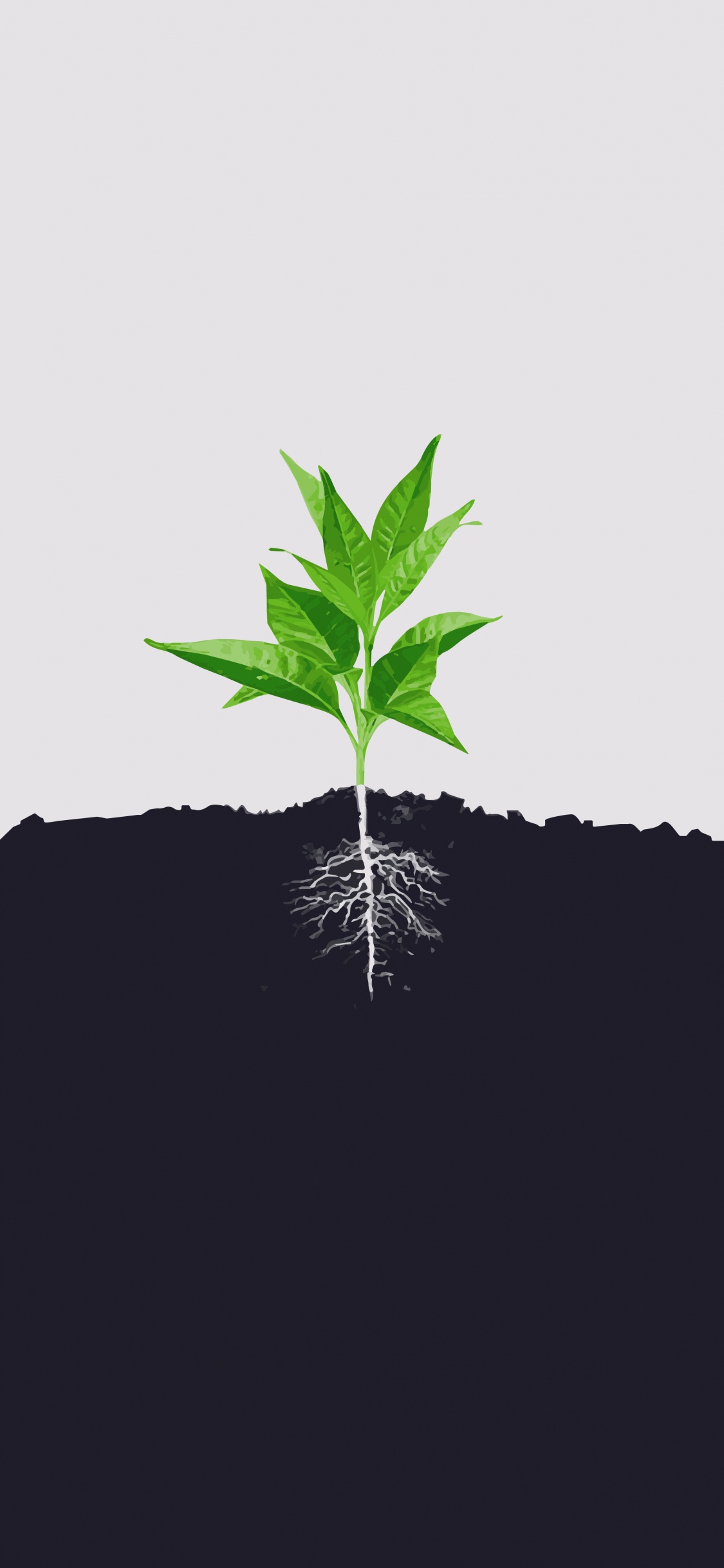 el Minimalismo, Raíz, Suelo, Tallo de la Planta, Gráficos. Wallpaper in 1125x2436 Resolution