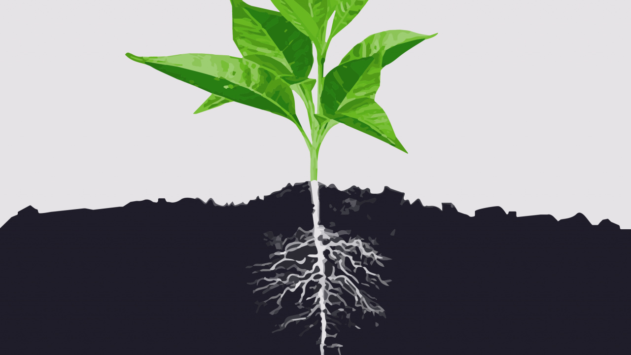 Minimalism, Leaf, Root, Soil, Plant Stem. Wallpaper in 1280x720 Resolution