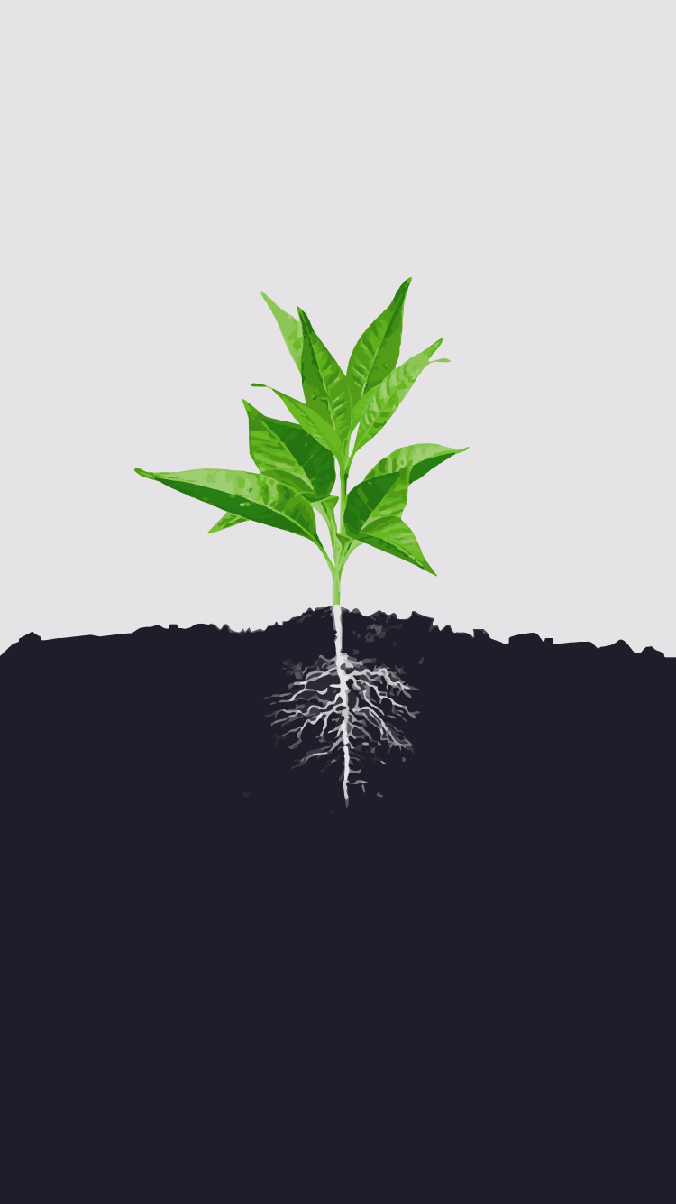 Minimalism, Leaf, Root, Soil, Plant Stem. Wallpaper in 750x1334 Resolution