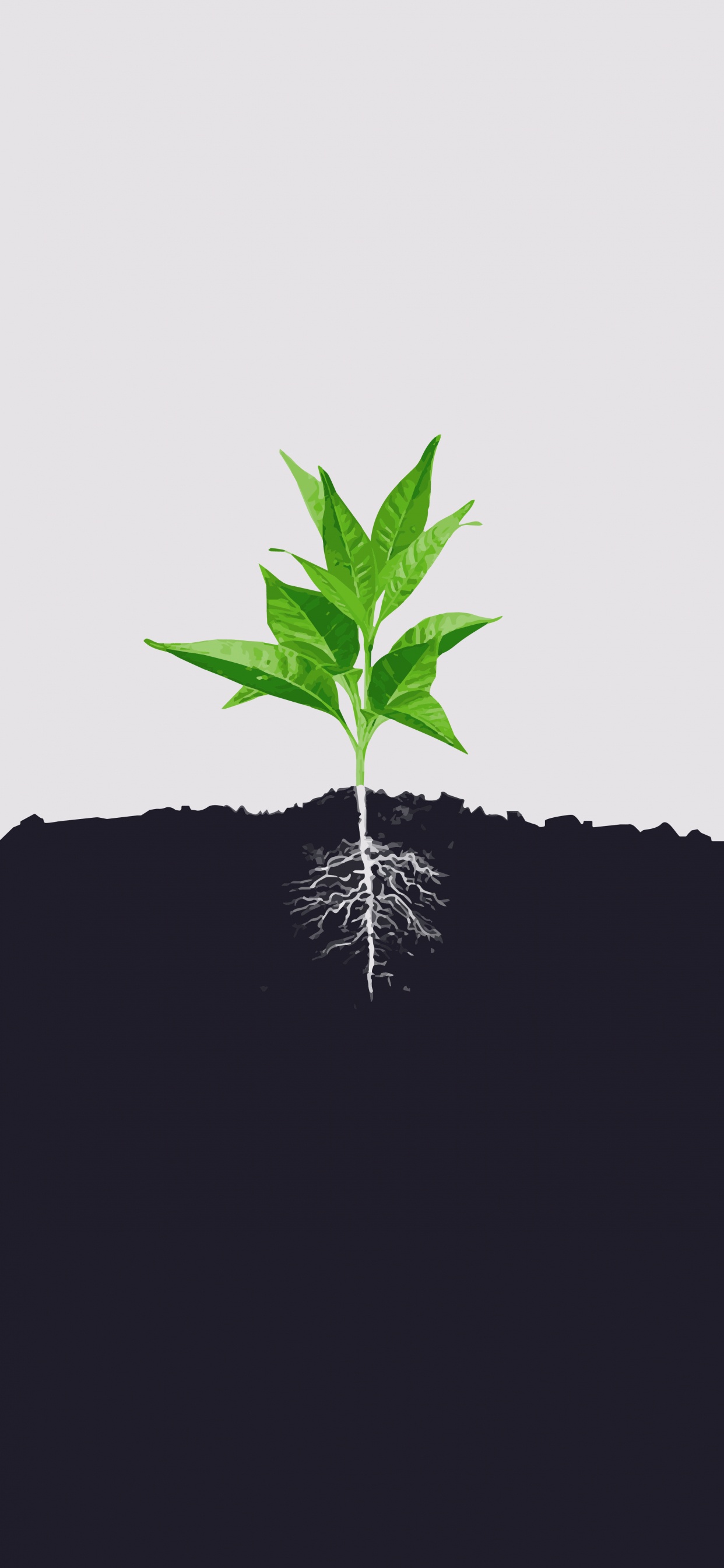 Minimalisme, Feuille, Racine, Sol, Tige de la Plante. Wallpaper in 1242x2688 Resolution