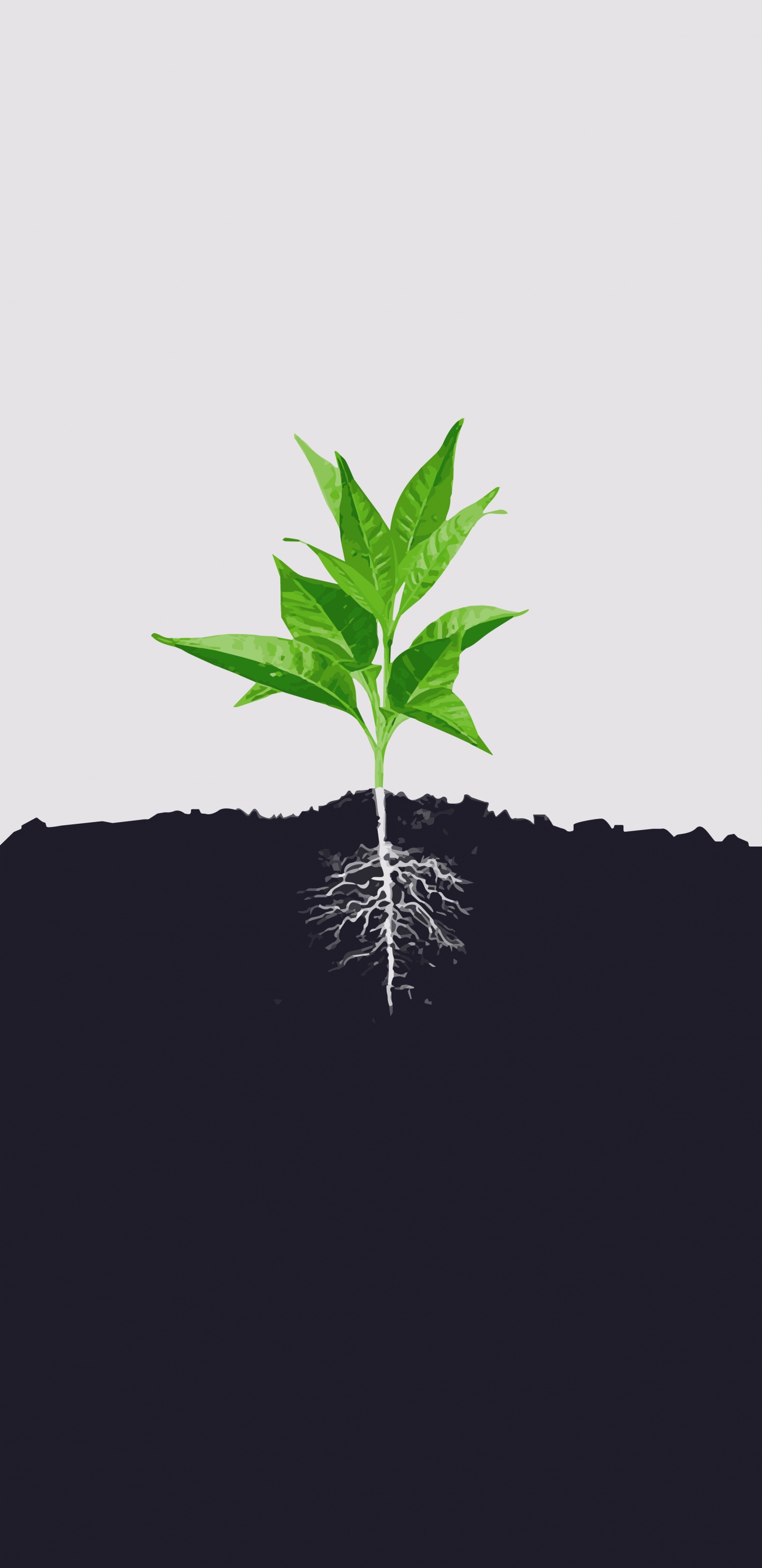 Minimalismus, Blatt, Root, Boden, Pflanzen-Stammzellen. Wallpaper in 1440x2960 Resolution