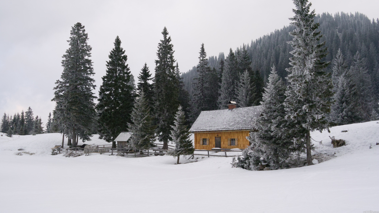 Casa de Madera Marrón Sobre Suelo Cubierto de Nieve Cerca de Pinos Verdes Durante el Día. Wallpaper in 1280x720 Resolution