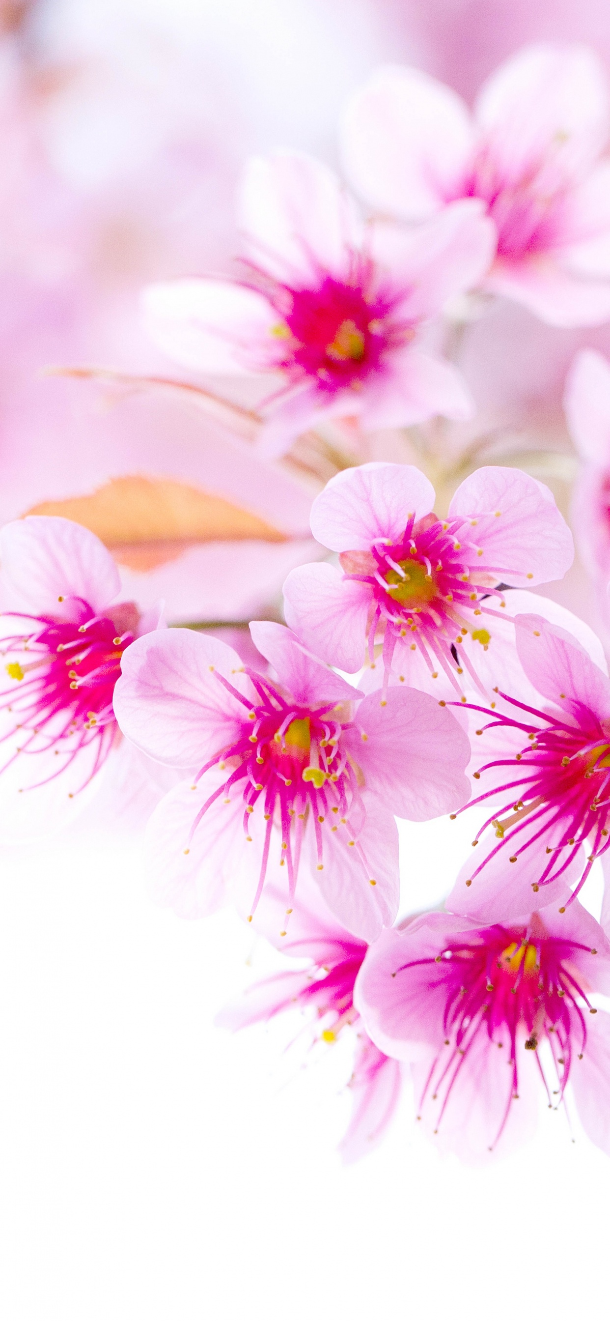 Pink and White Flowers in Tilt Shift Lens. Wallpaper in 1242x2688 Resolution