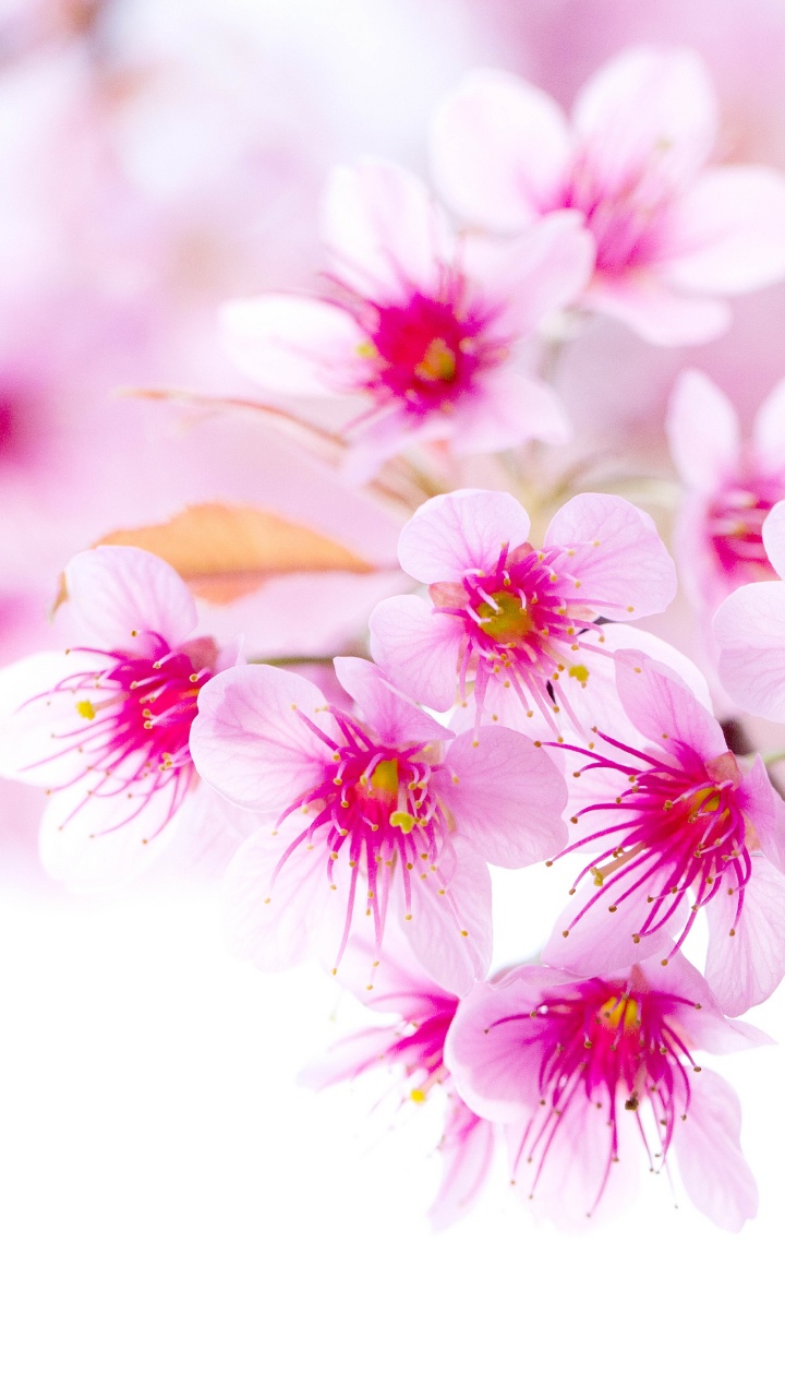 Pink and White Flowers in Tilt Shift Lens. Wallpaper in 720x1280 Resolution