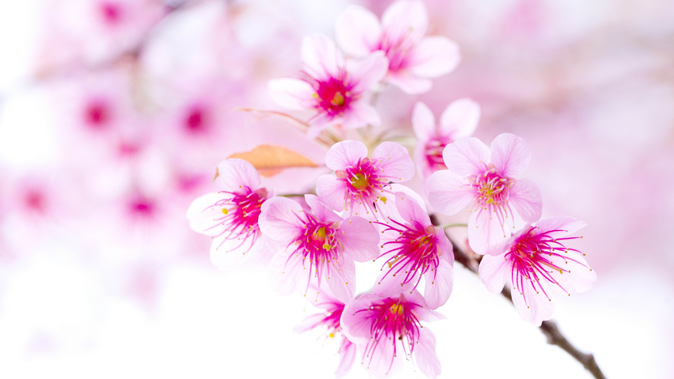 Flores Rosadas y Blancas en Lentes de Cambio de Inclinación. Wallpaper in 1366x768 Resolution