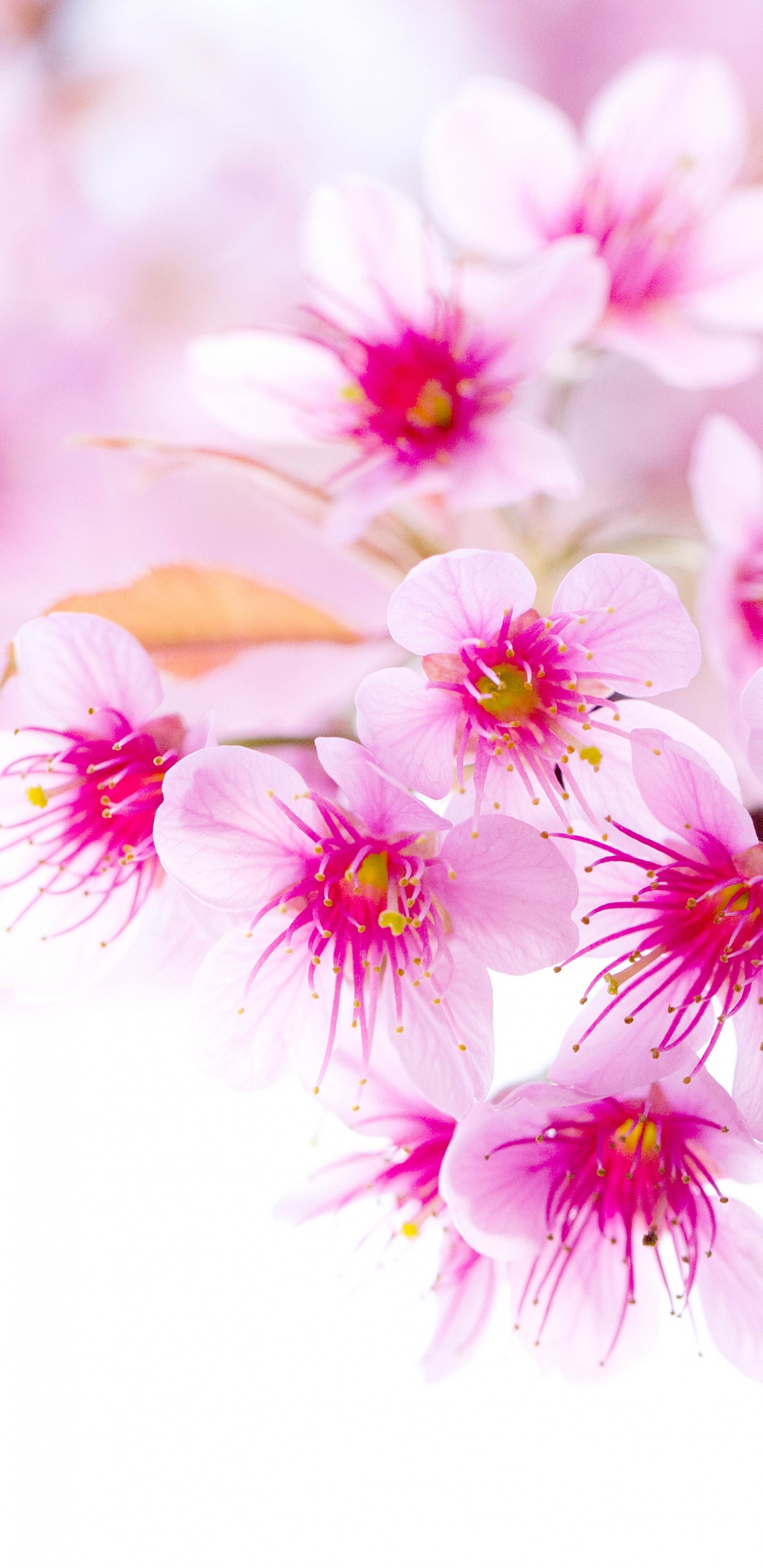 Flores Rosadas y Blancas en Lentes de Cambio de Inclinación. Wallpaper in 1440x2960 Resolution