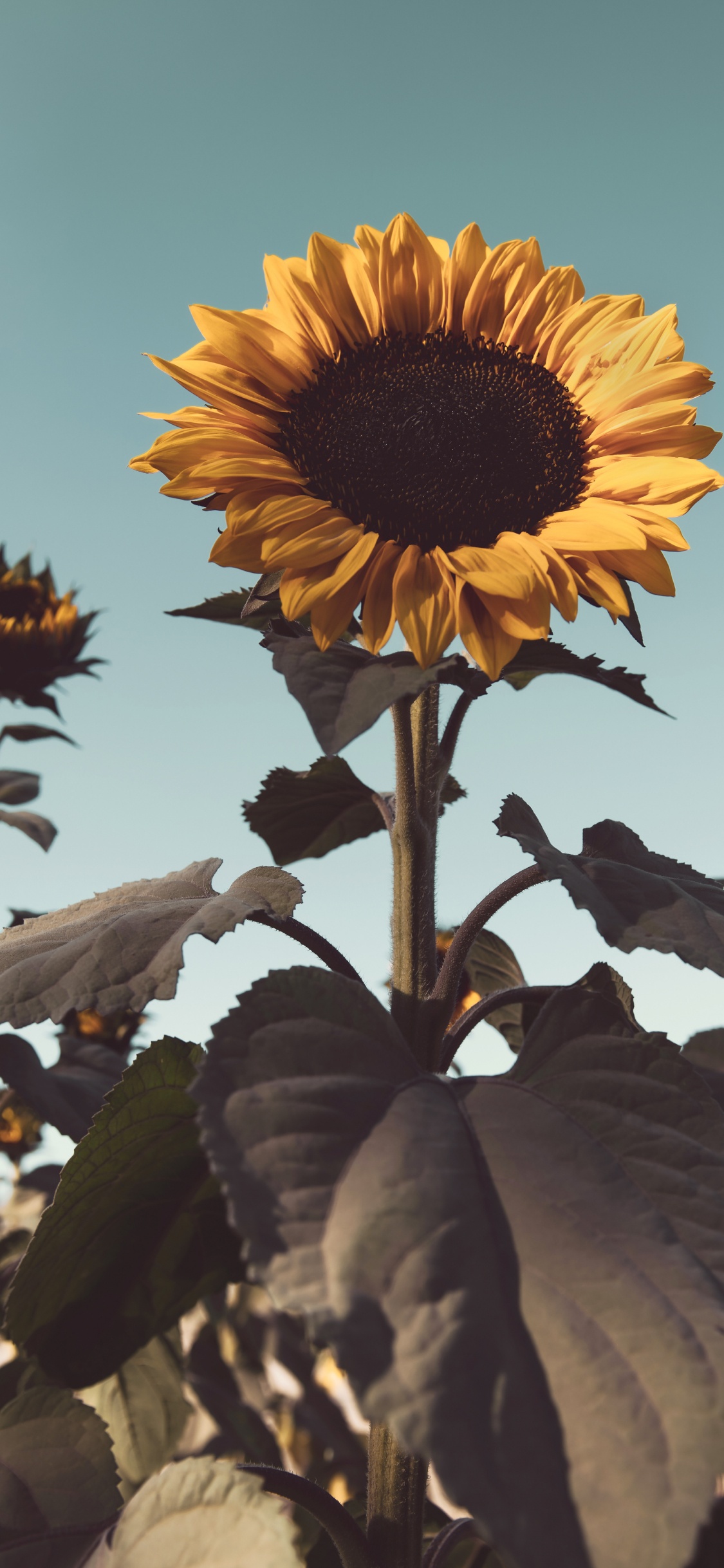 Sonnenblume in Nahaufnahme. Wallpaper in 1125x2436 Resolution