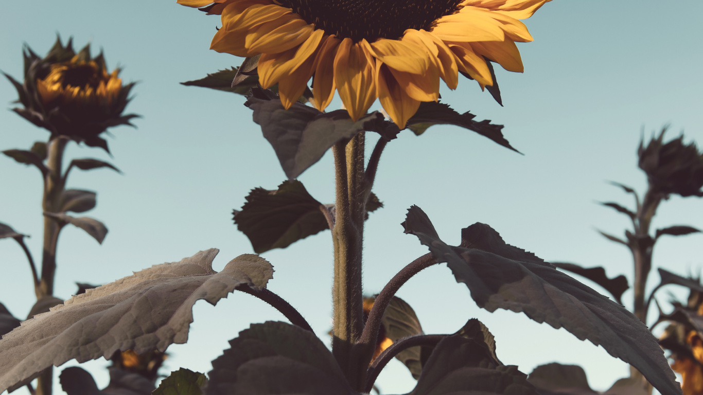 Sunflower in Close up Photography. Wallpaper in 1366x768 Resolution