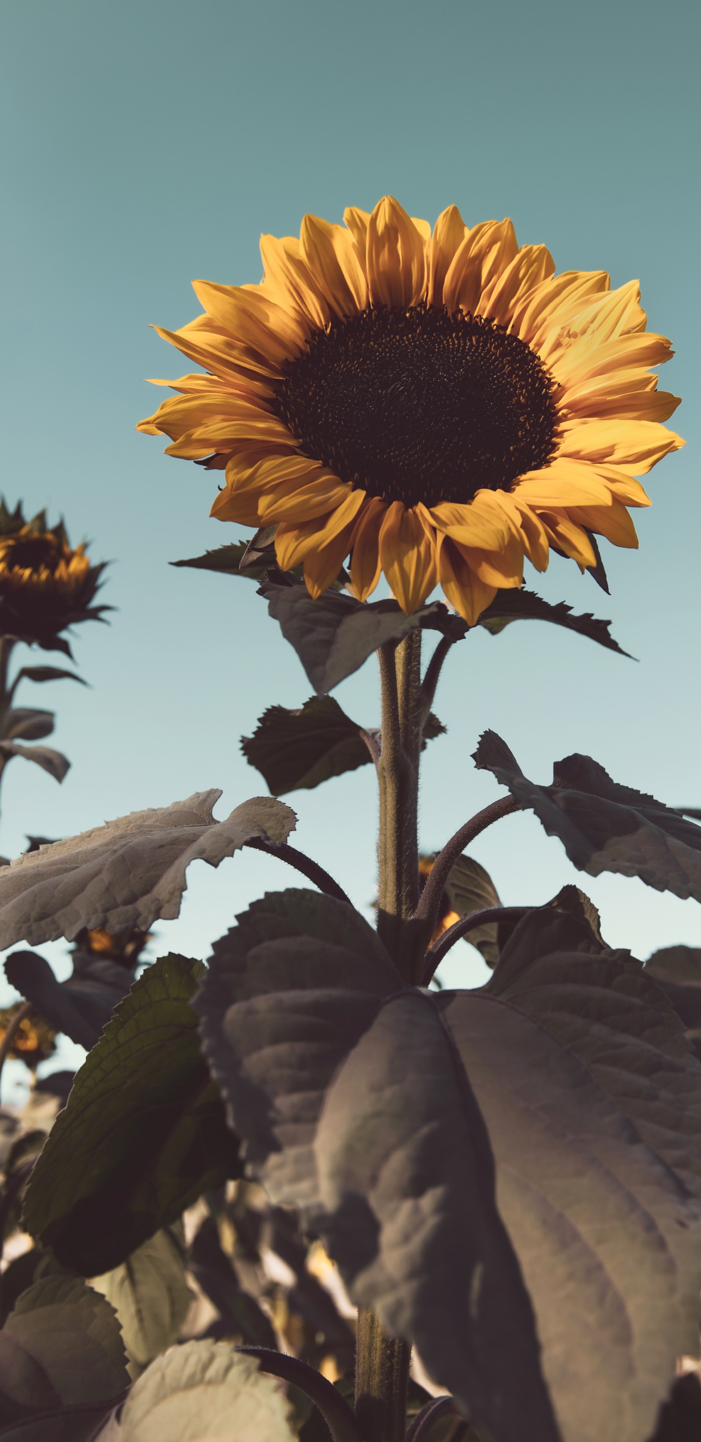 Sunflower in Close up Photography. Wallpaper in 1440x2960 Resolution