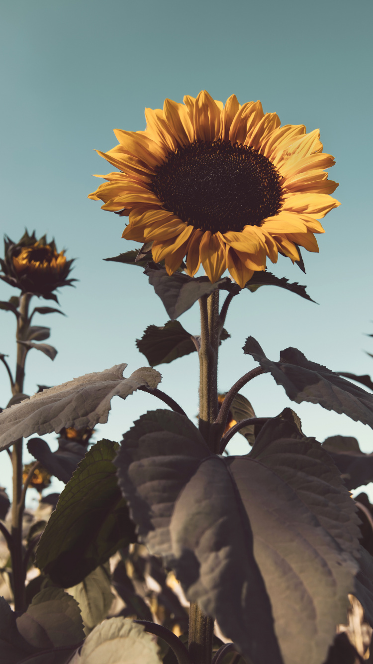 Sunflower in Close up Photography. Wallpaper in 750x1334 Resolution