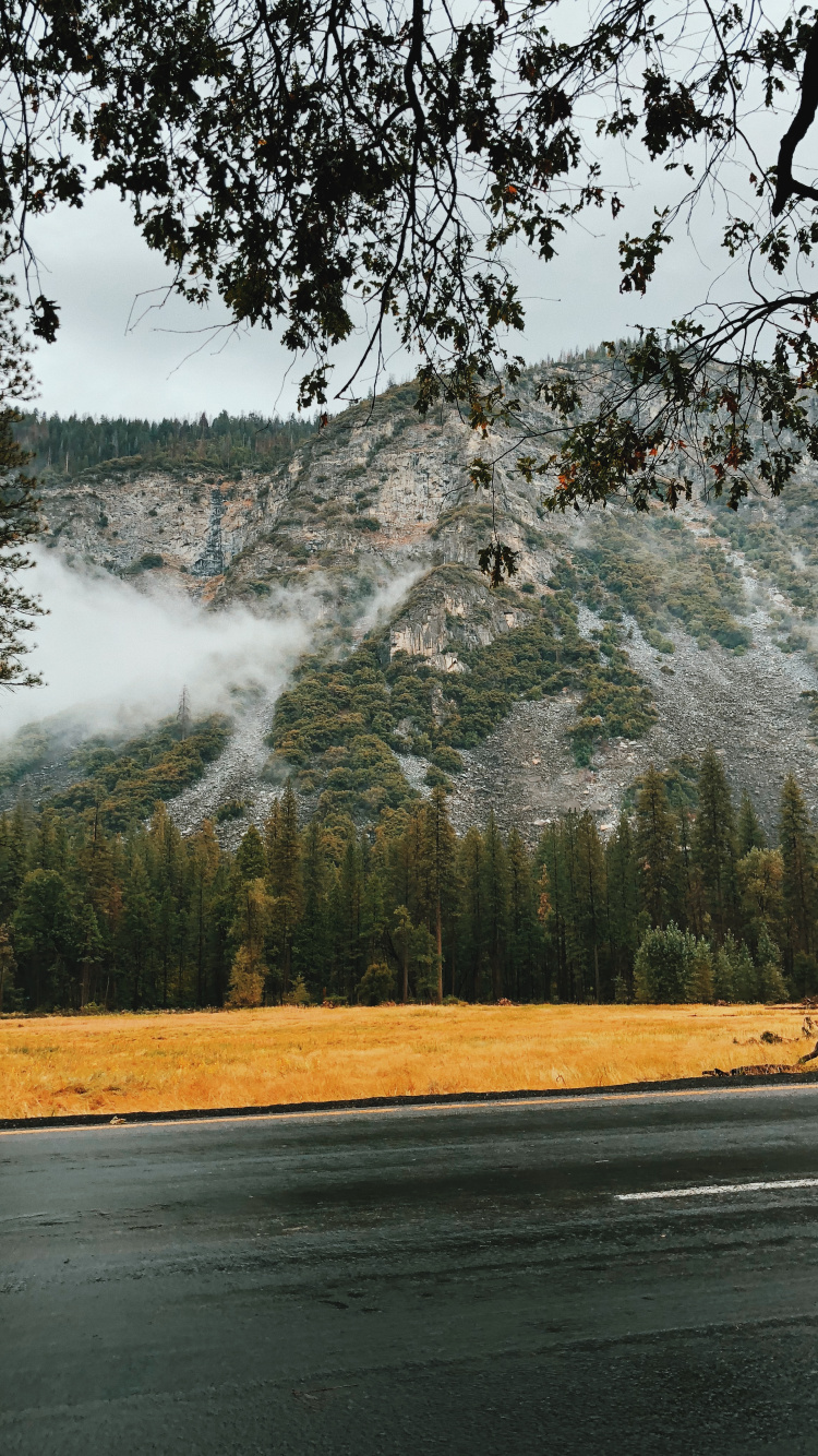 Water, Natural Landscape, Nature, Tree, Morning. Wallpaper in 750x1334 Resolution