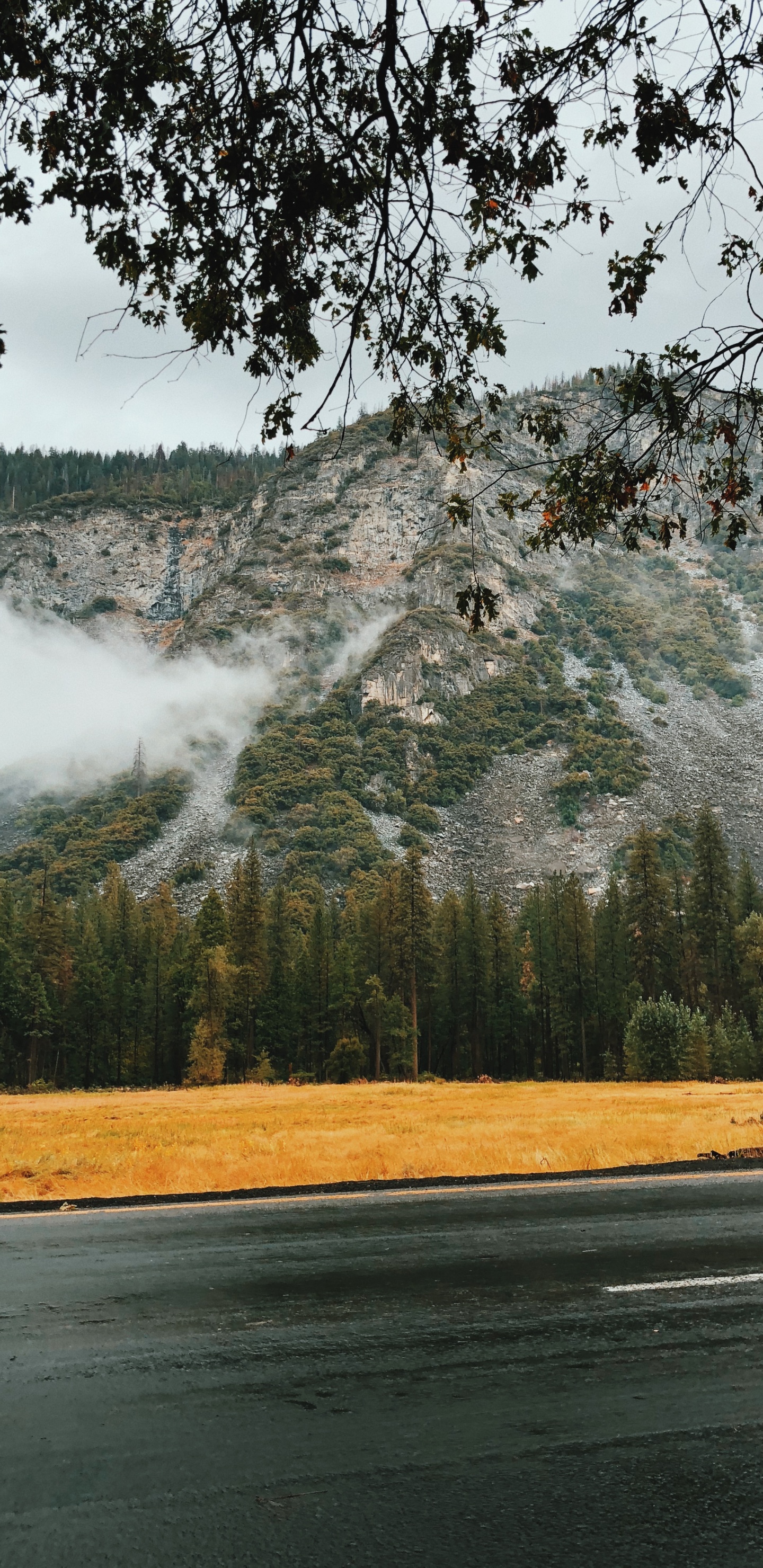 Agua, Paisaje Natural, Naturaleza, Mañana, Planta Leñosa. Wallpaper in 1440x2960 Resolution