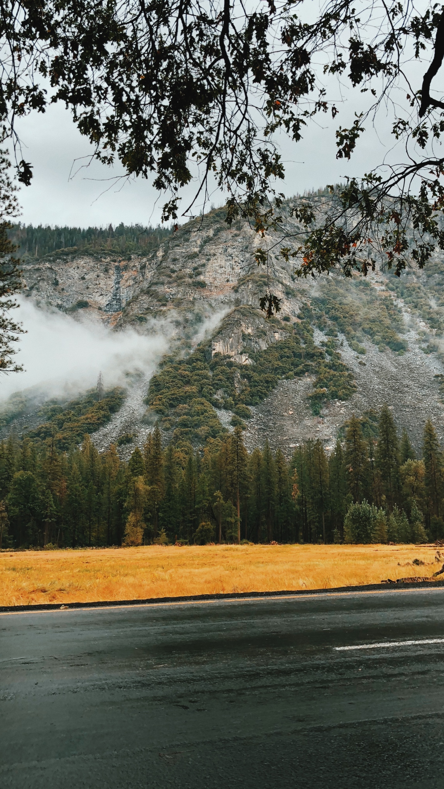 自然景观, 性质, 早上, 木本植物, 天空 壁纸 1440x2560 允许