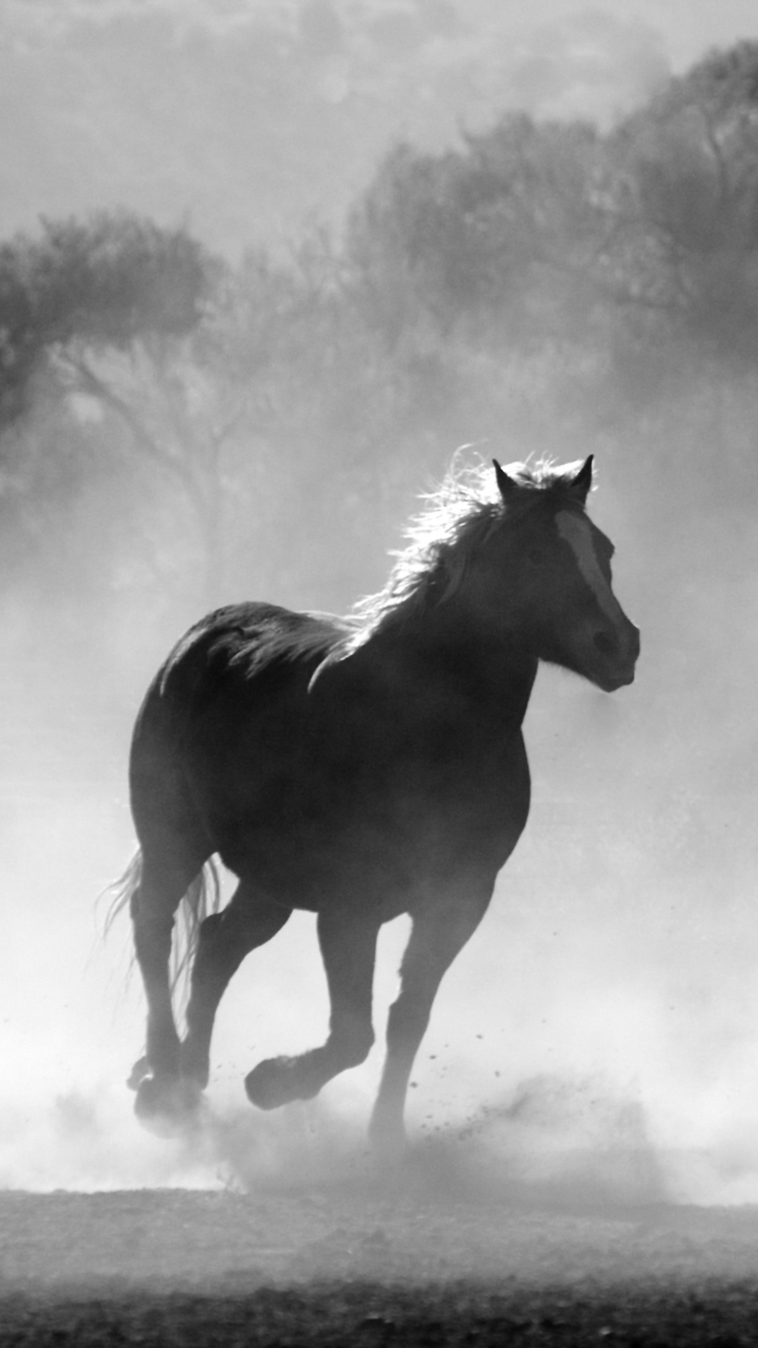 2 Caballos Corriendo en el Campo. Wallpaper in 1080x1920 Resolution