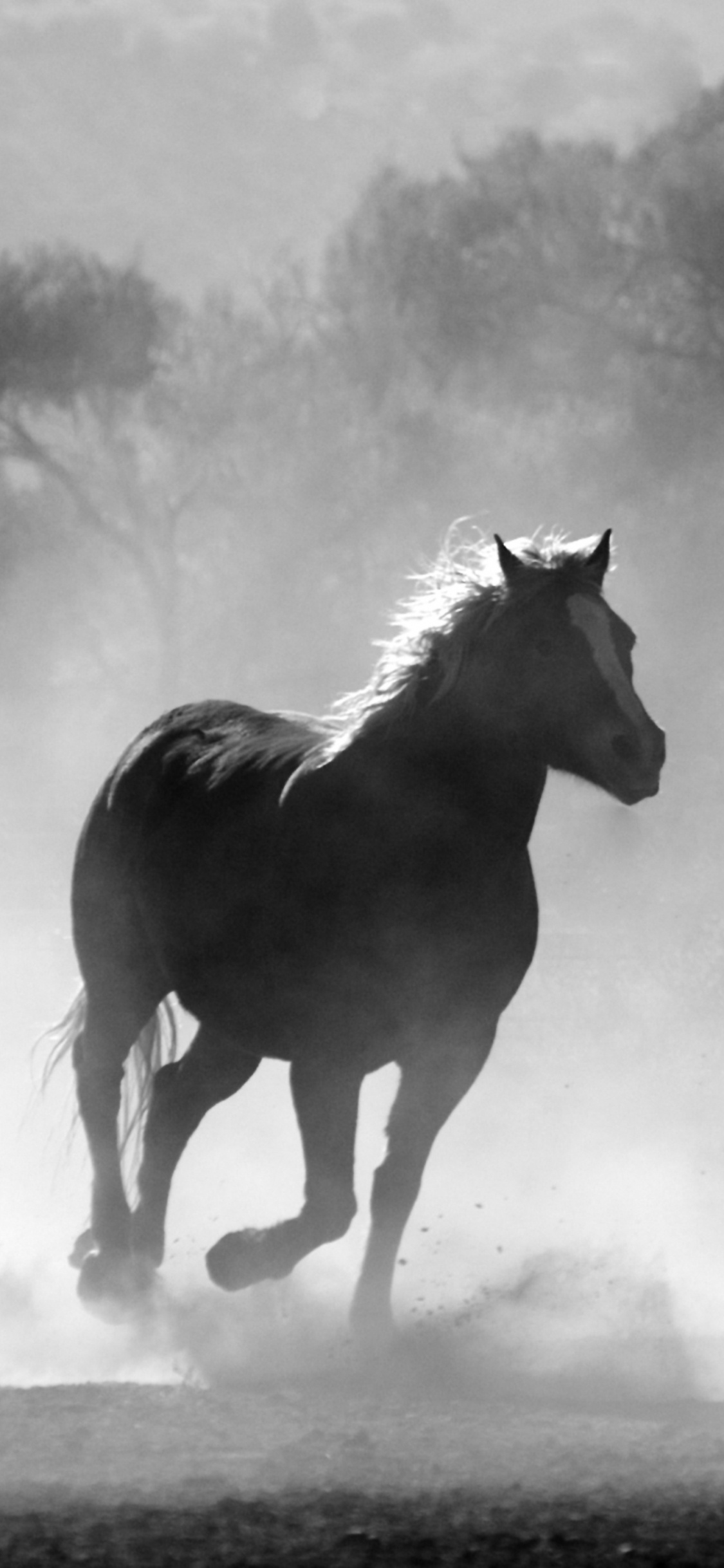 2 Caballos Corriendo en el Campo. Wallpaper in 1125x2436 Resolution