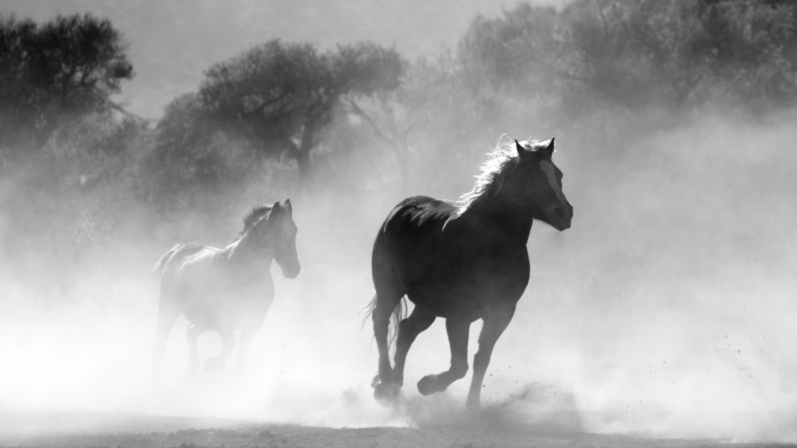 2 Caballos Corriendo en el Campo. Wallpaper in 2560x1440 Resolution